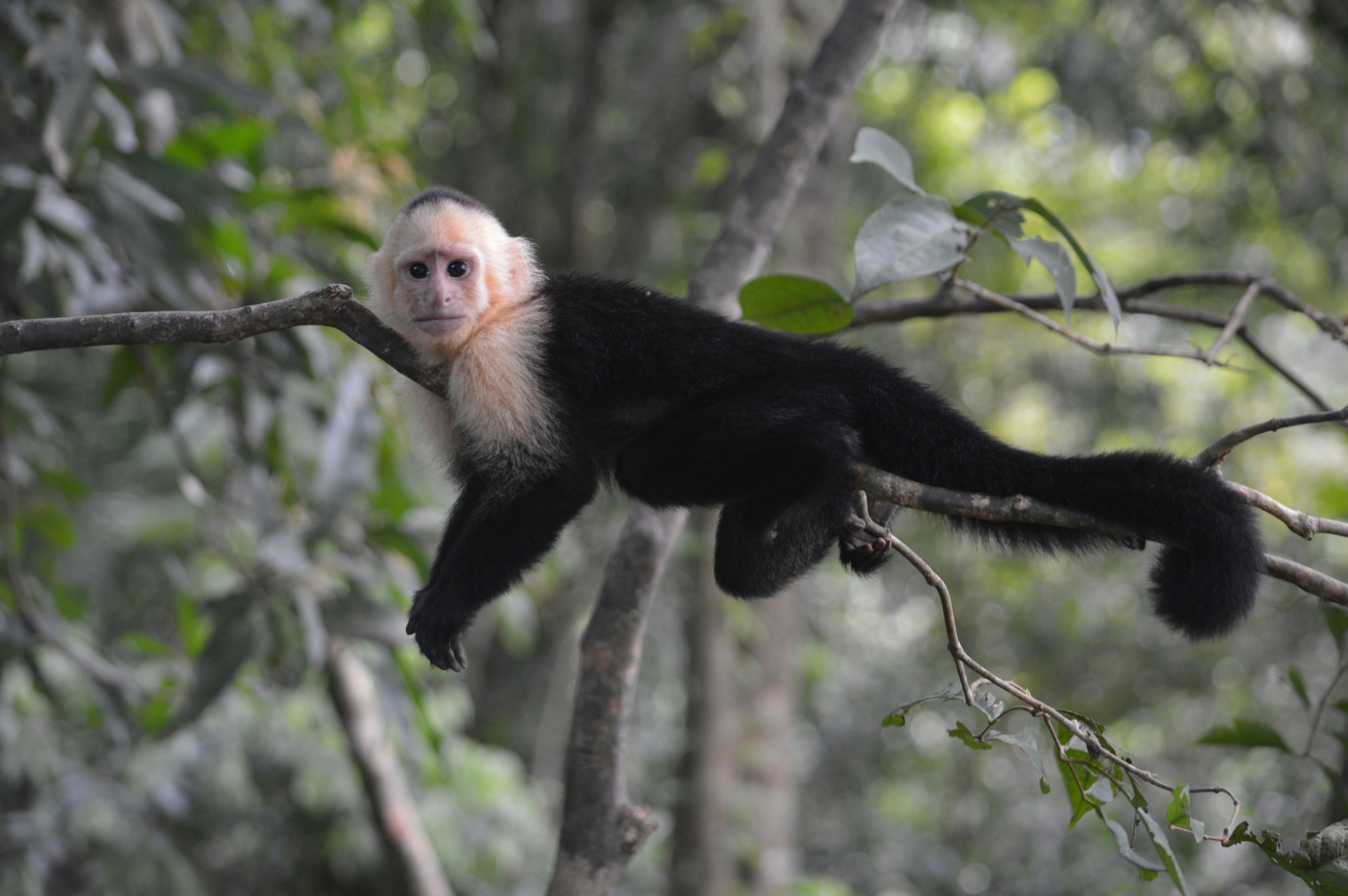 Manuel Antonio Beach, Quepos, Costa Rica