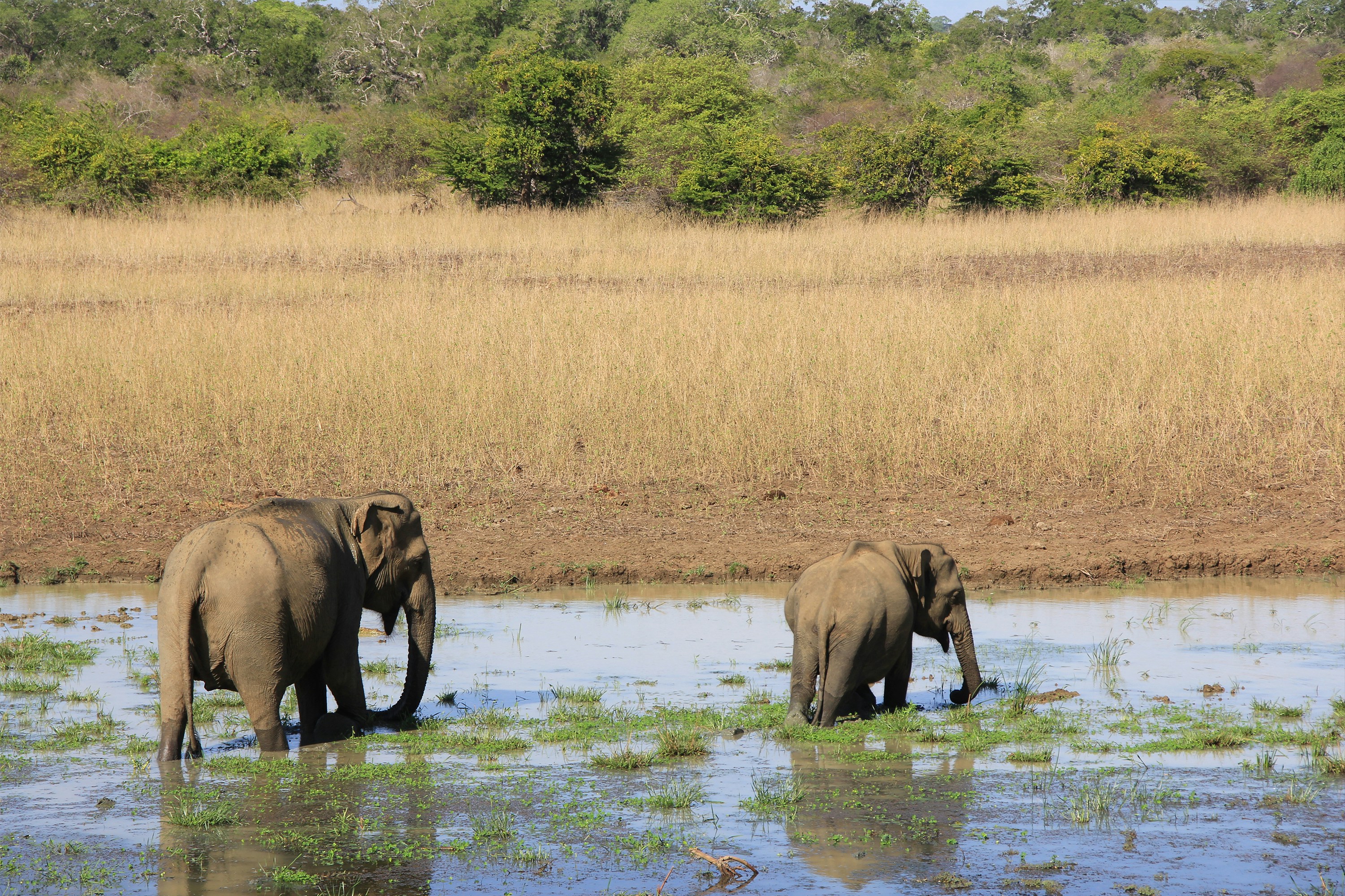 Mama elephant with baby elephant taking an evening stroll at Yala National Park