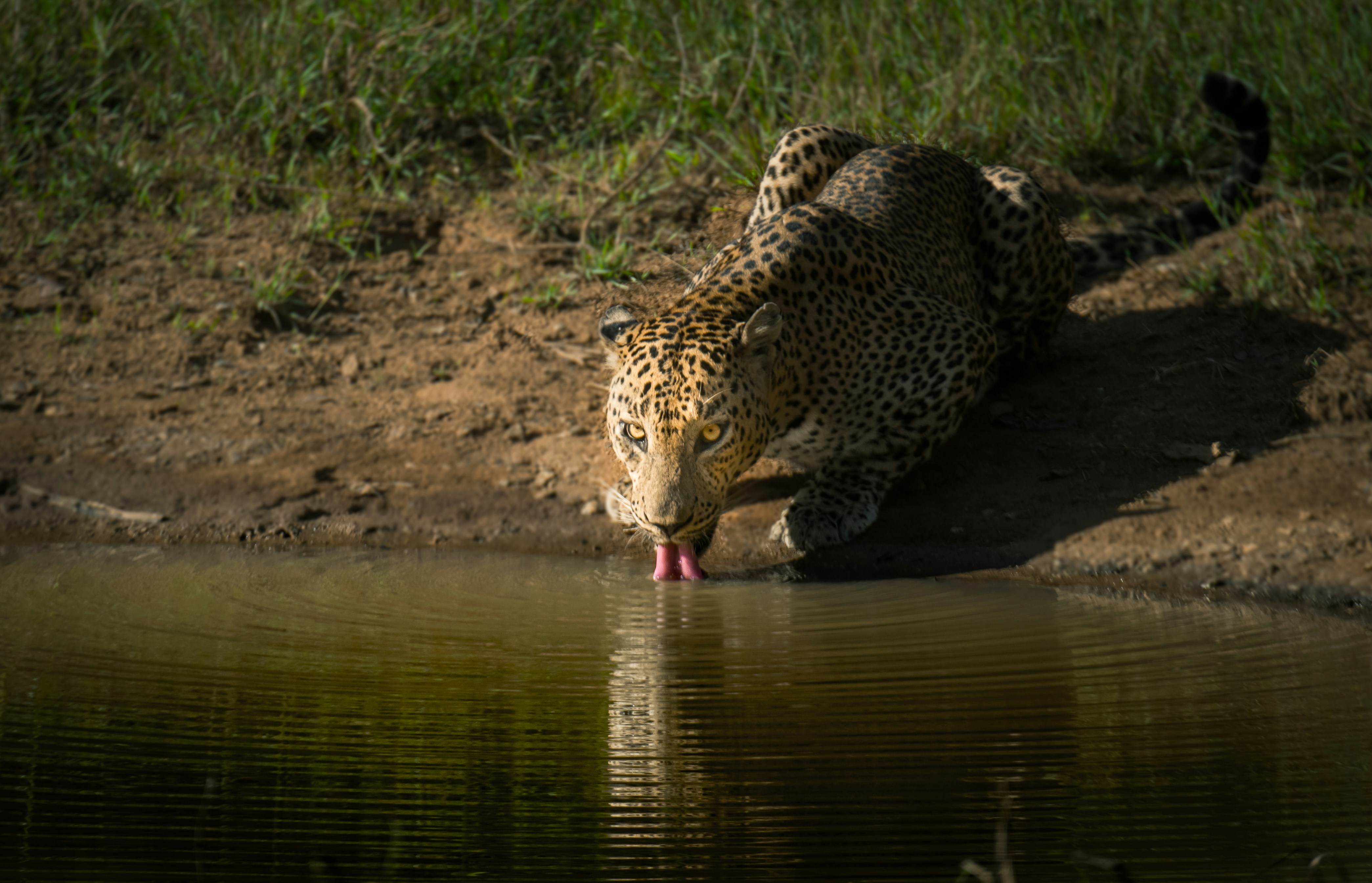 Sri Lankan Leopard quenching thurst.