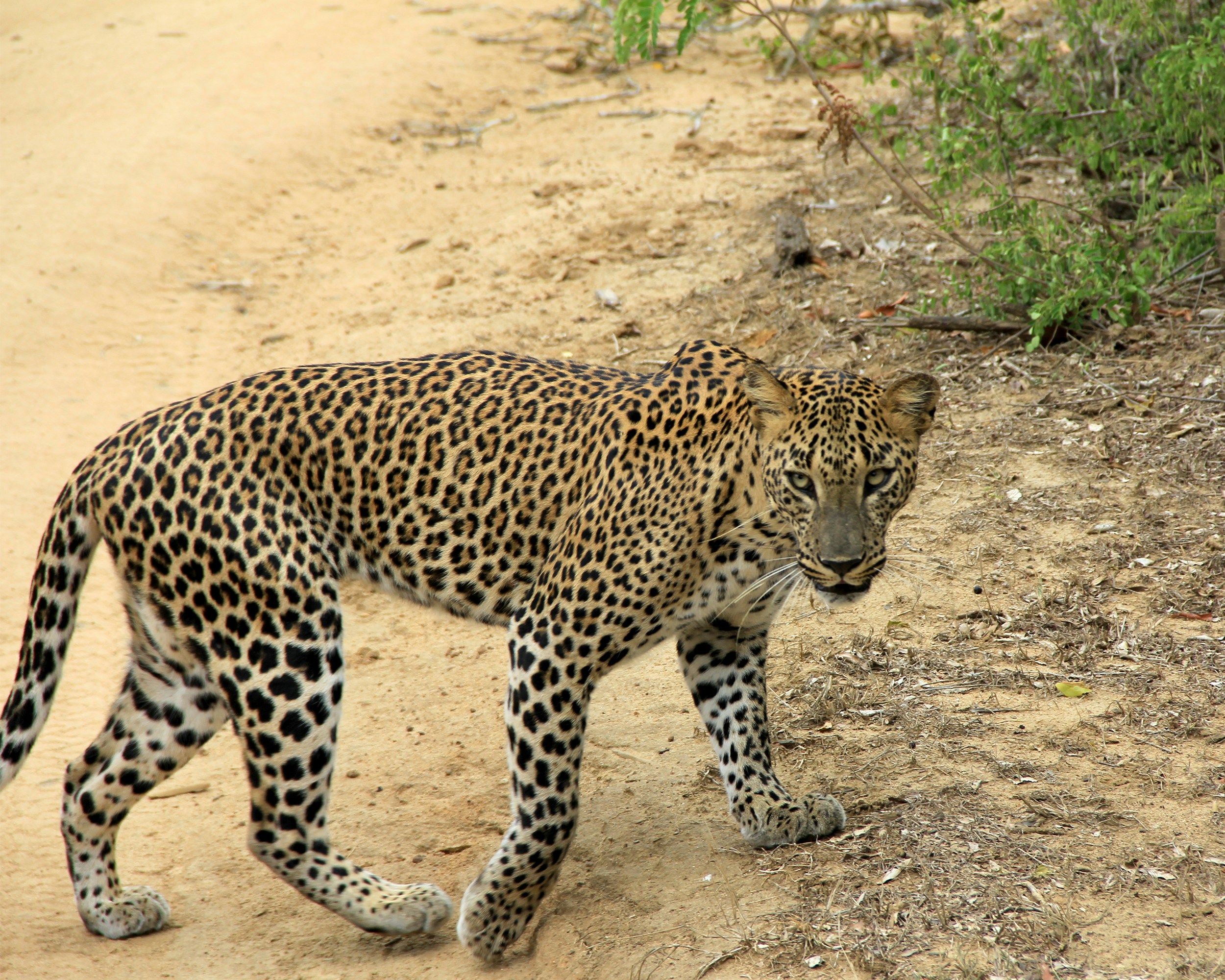 Yala, Sri Lanka