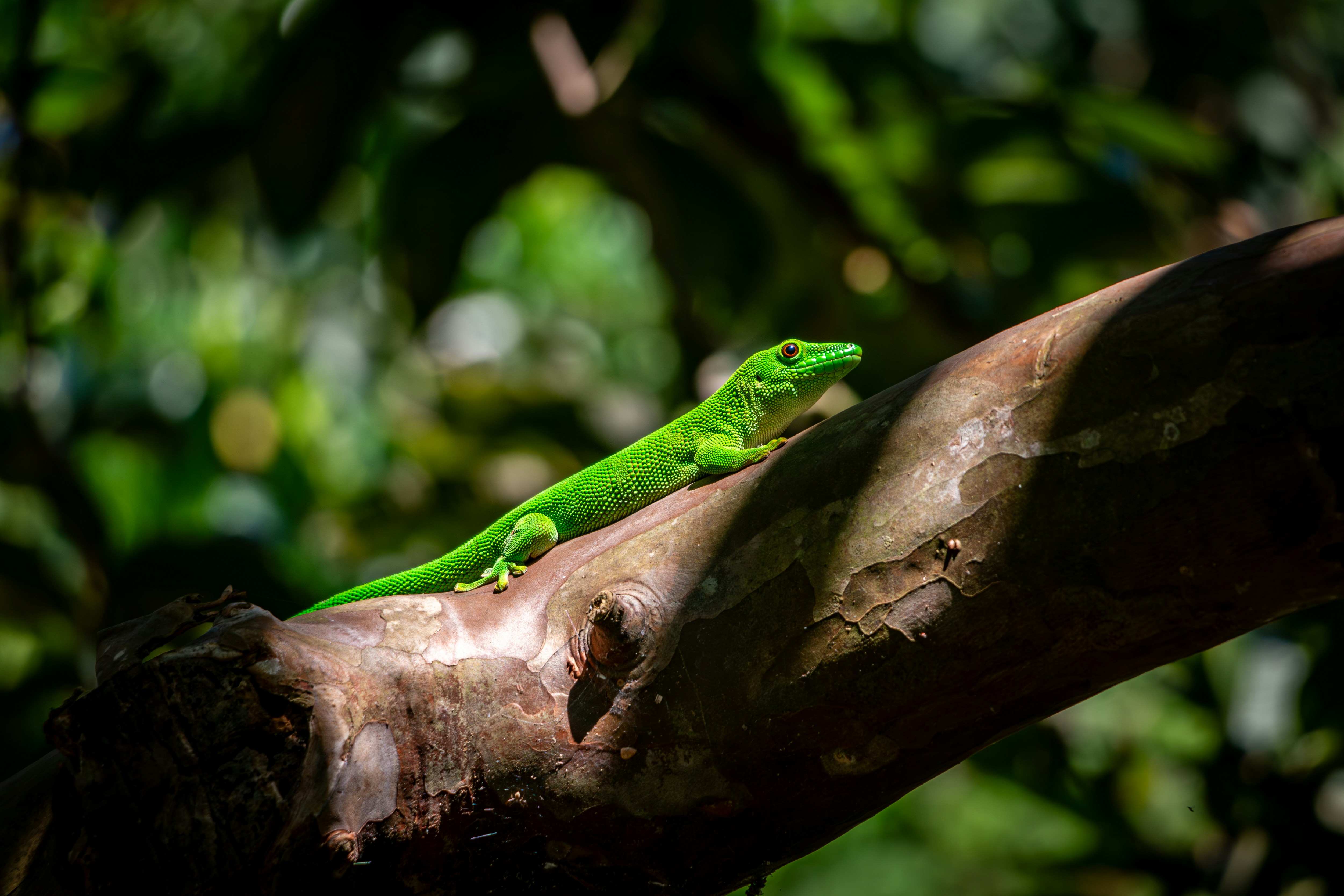 Madagascar and Seychelles: Natural Treasures of the Indian Ocean – with Smithsonian Journeys