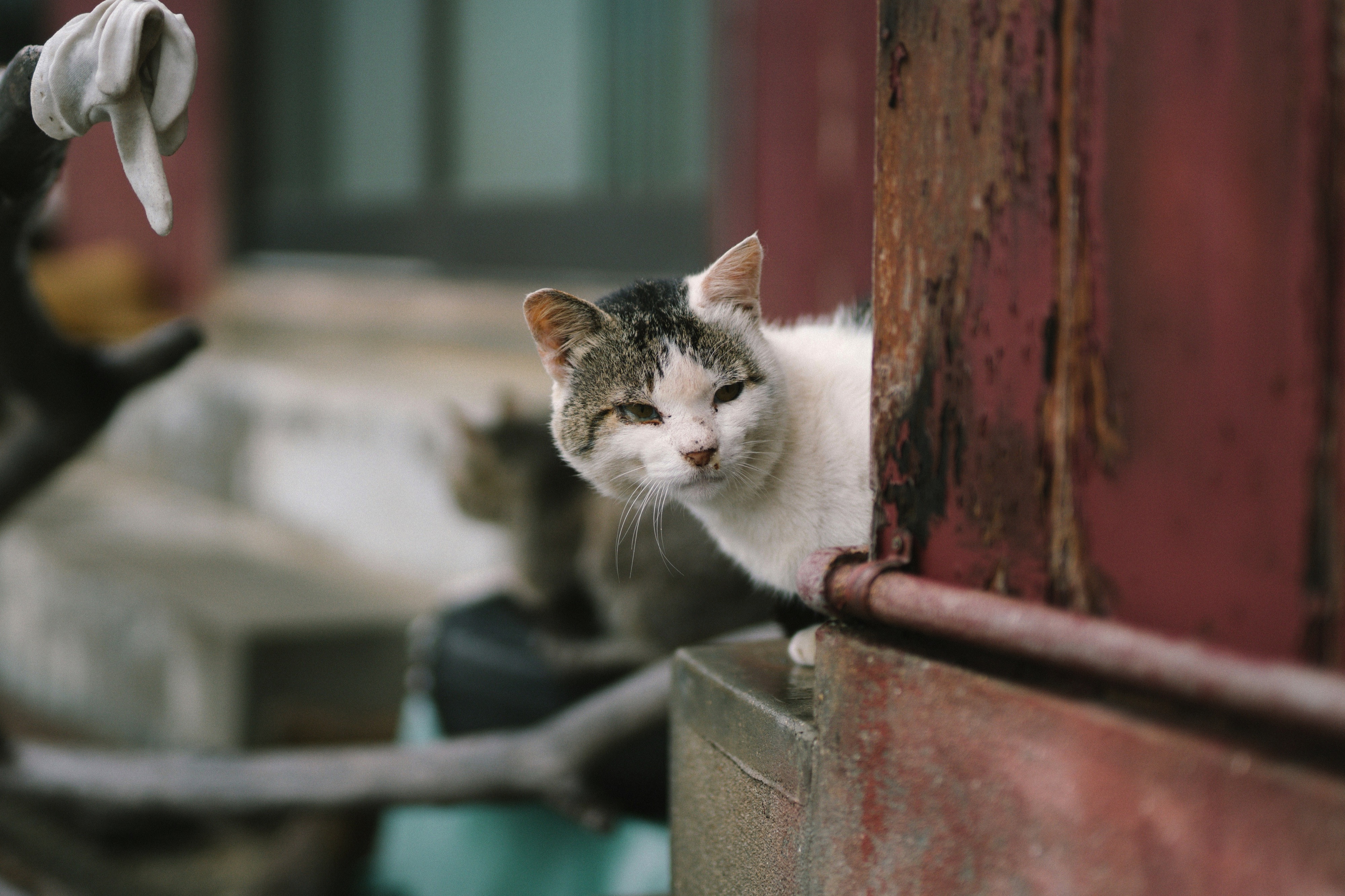 Aoshima, 2 Chome-13 Aoshima, Miyazaki, Japan