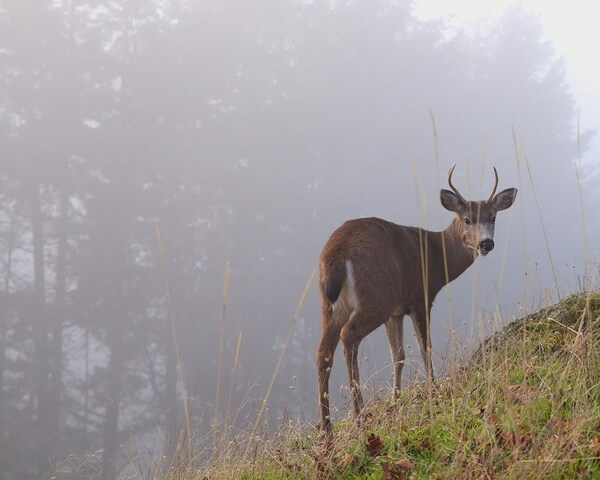 Sugar Loaf Mountain, Nanaimo, Canada