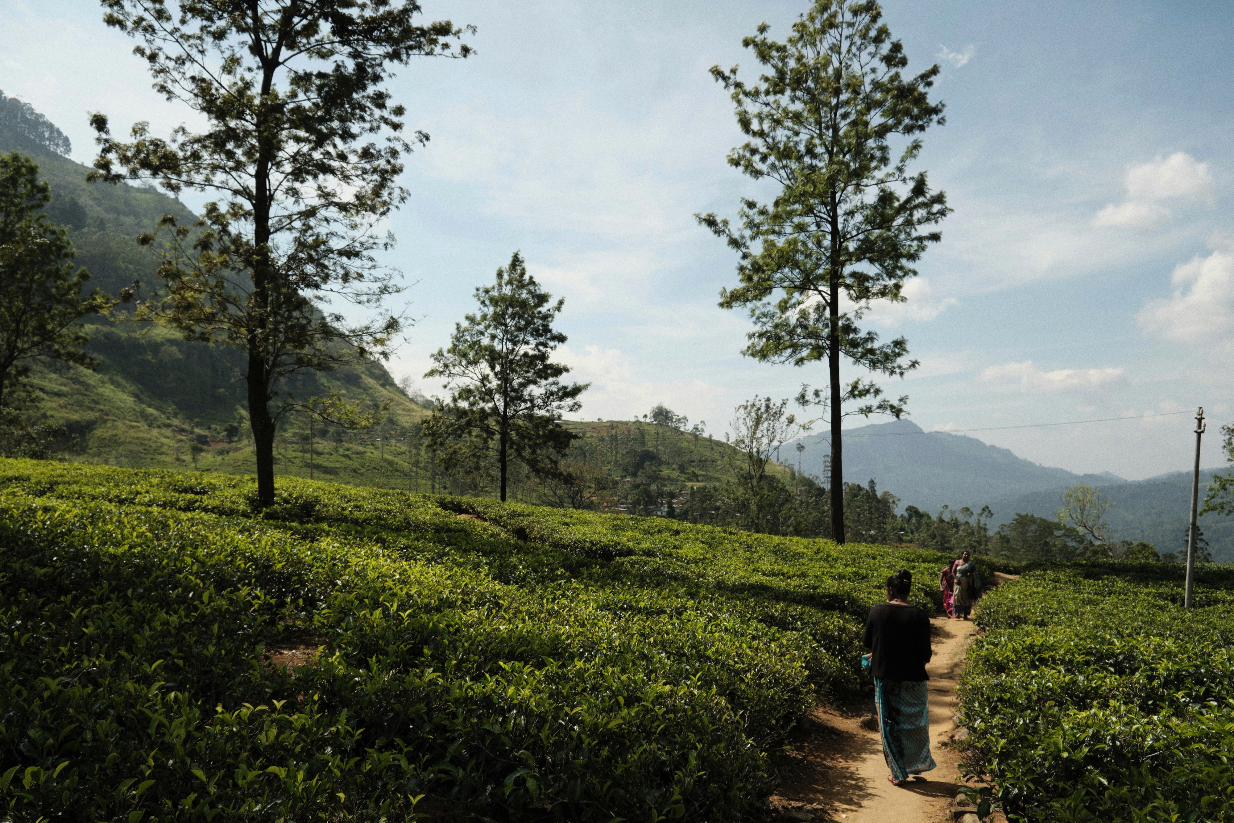 Tea fields in Nuwara Eliya, Sri Lanka