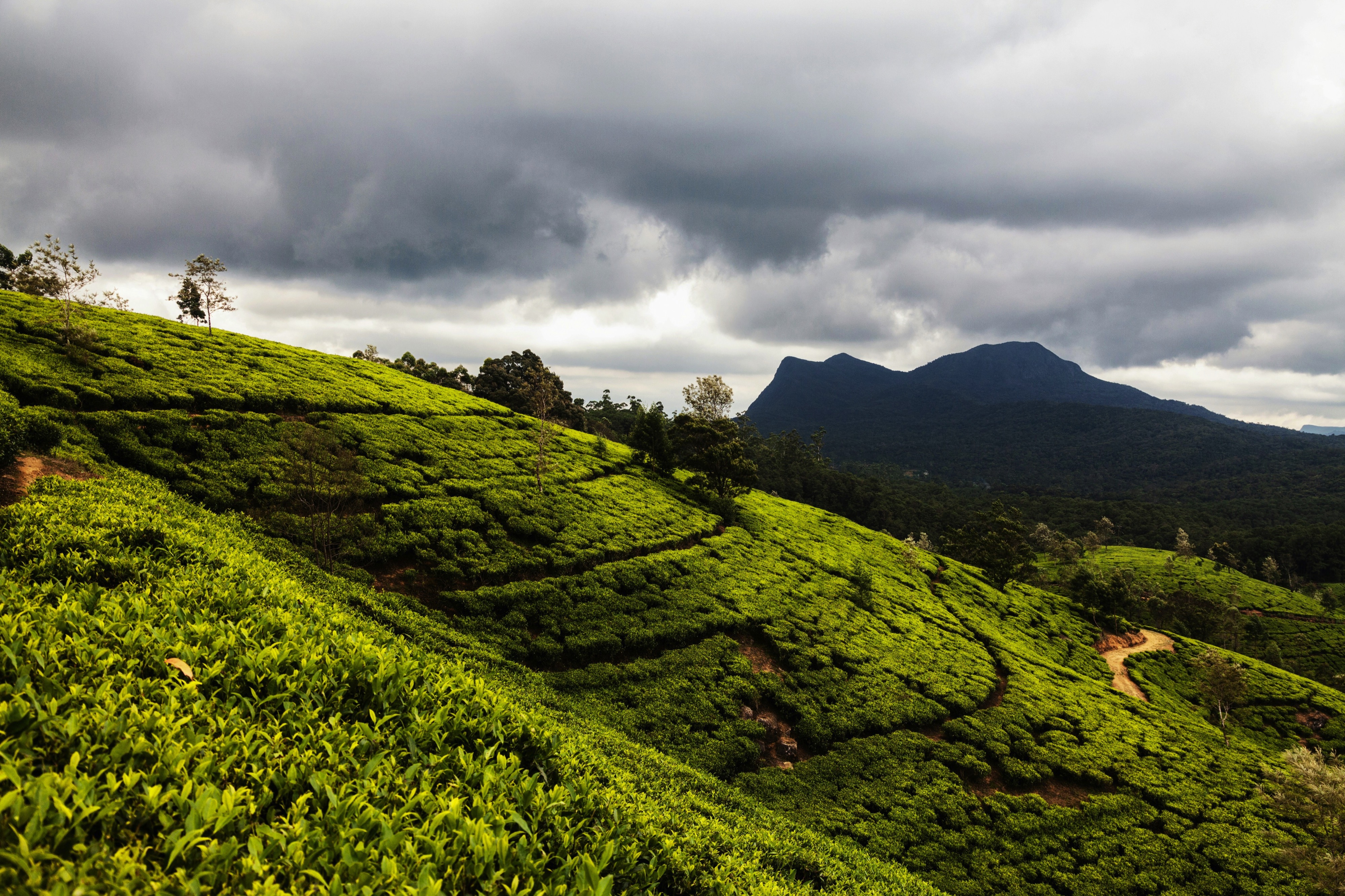 Nuwara Eliya (Sri Lanka)