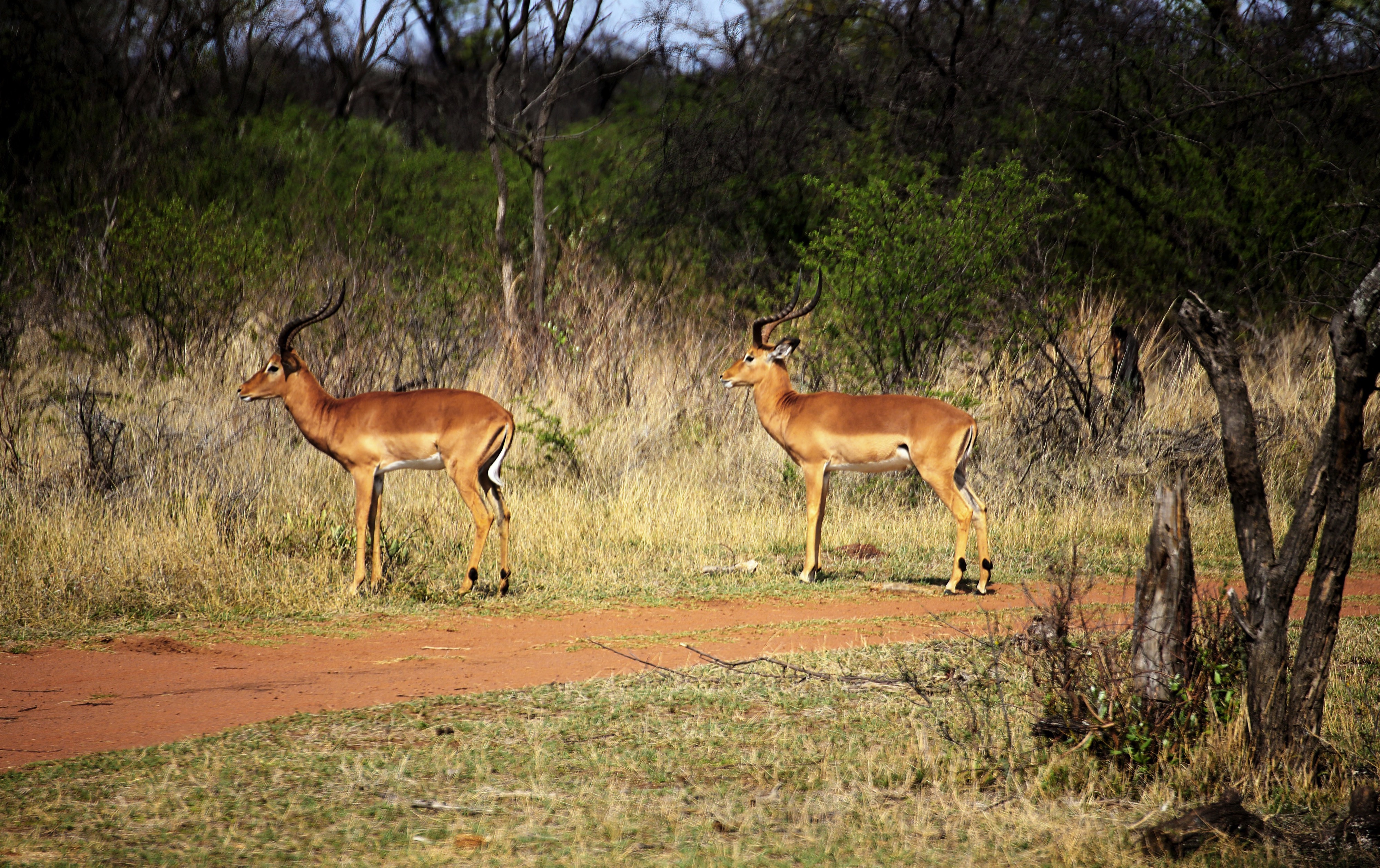 Dinokeng Game Reserve, Hammanskraal, South Africa