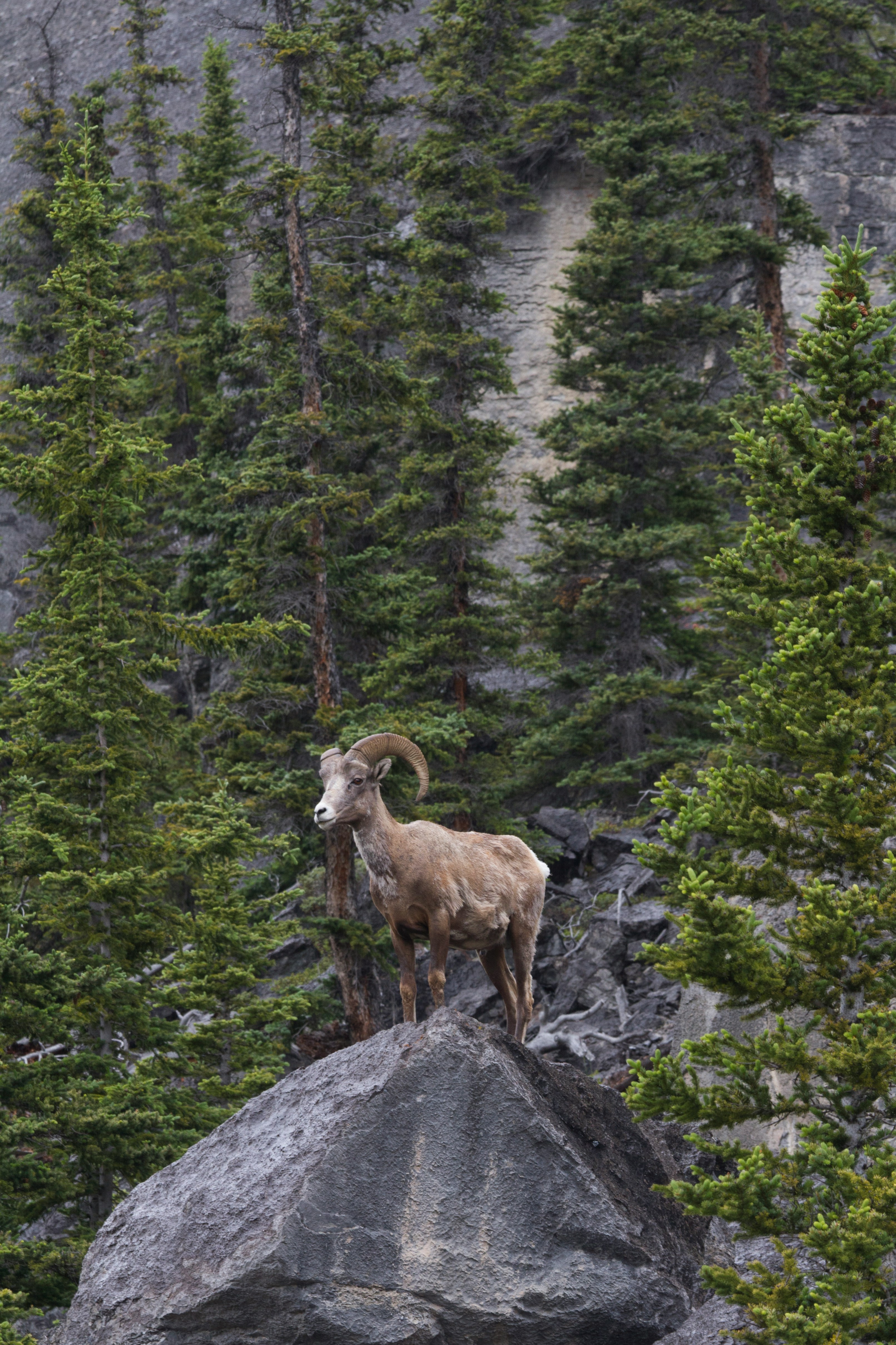 Icefields Parkway, Jasper, AB, Canada