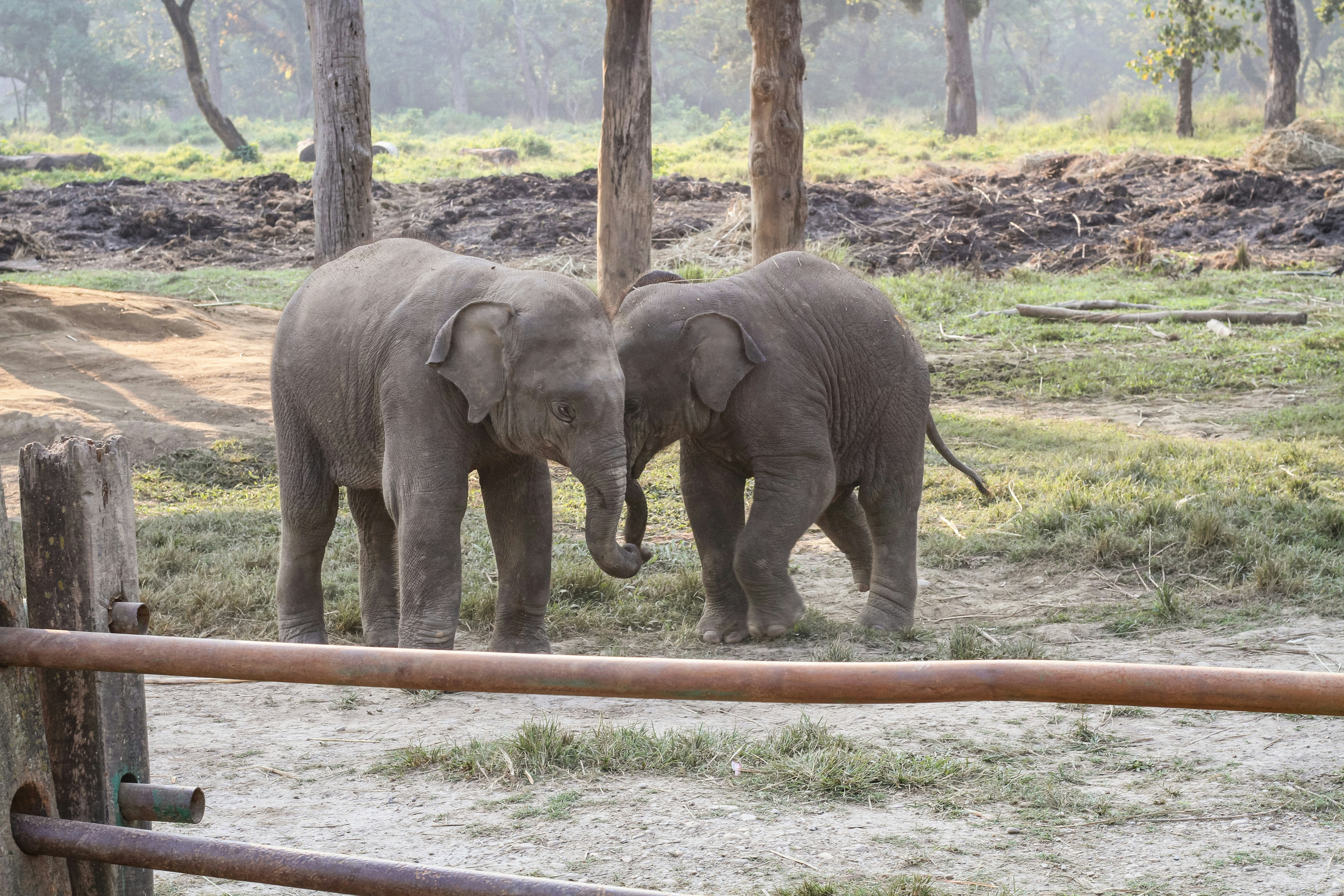 Taken at the Elephant Breeding Center, Chitwan.