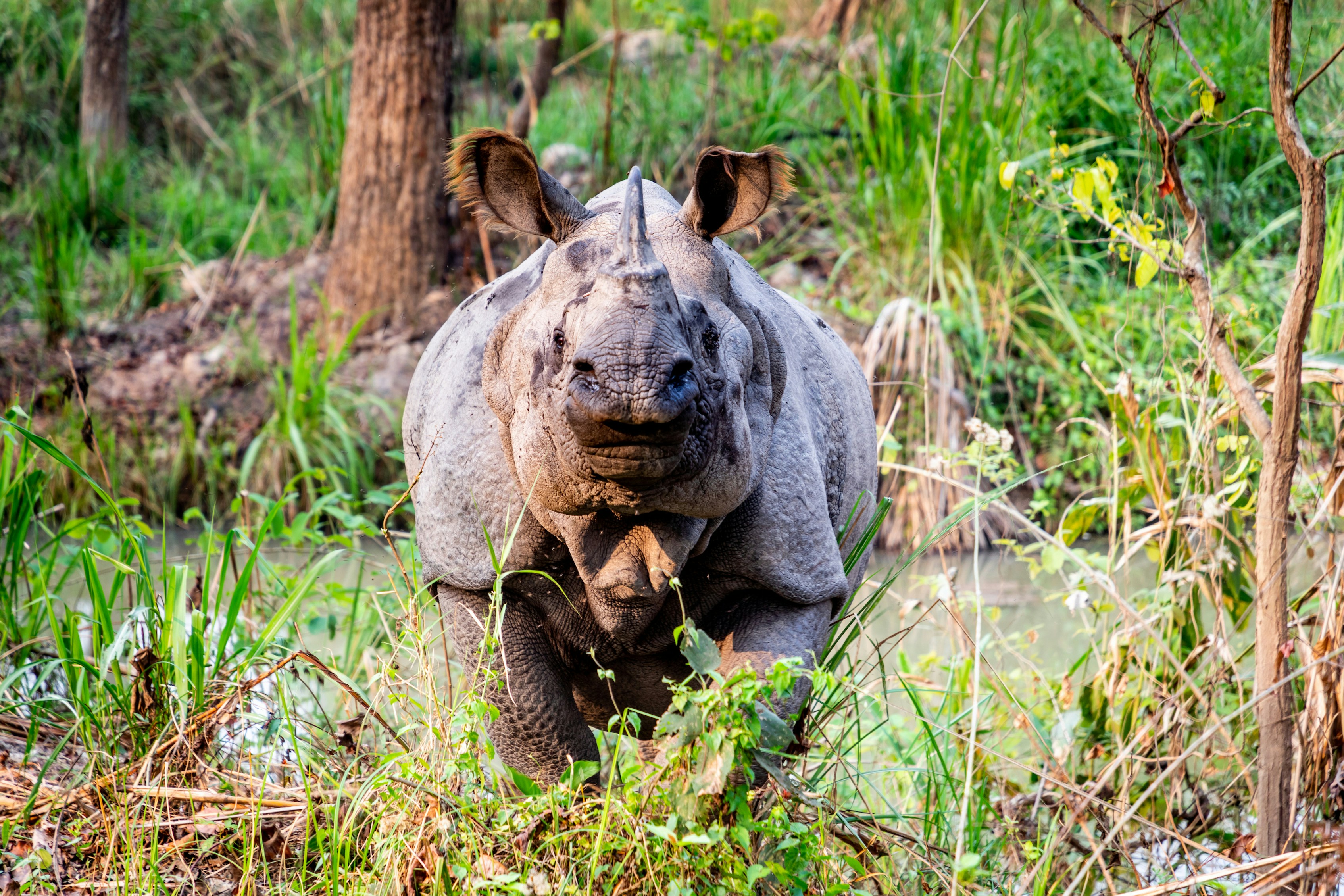 One horn Rhino at Chitwan National Park, Nepal