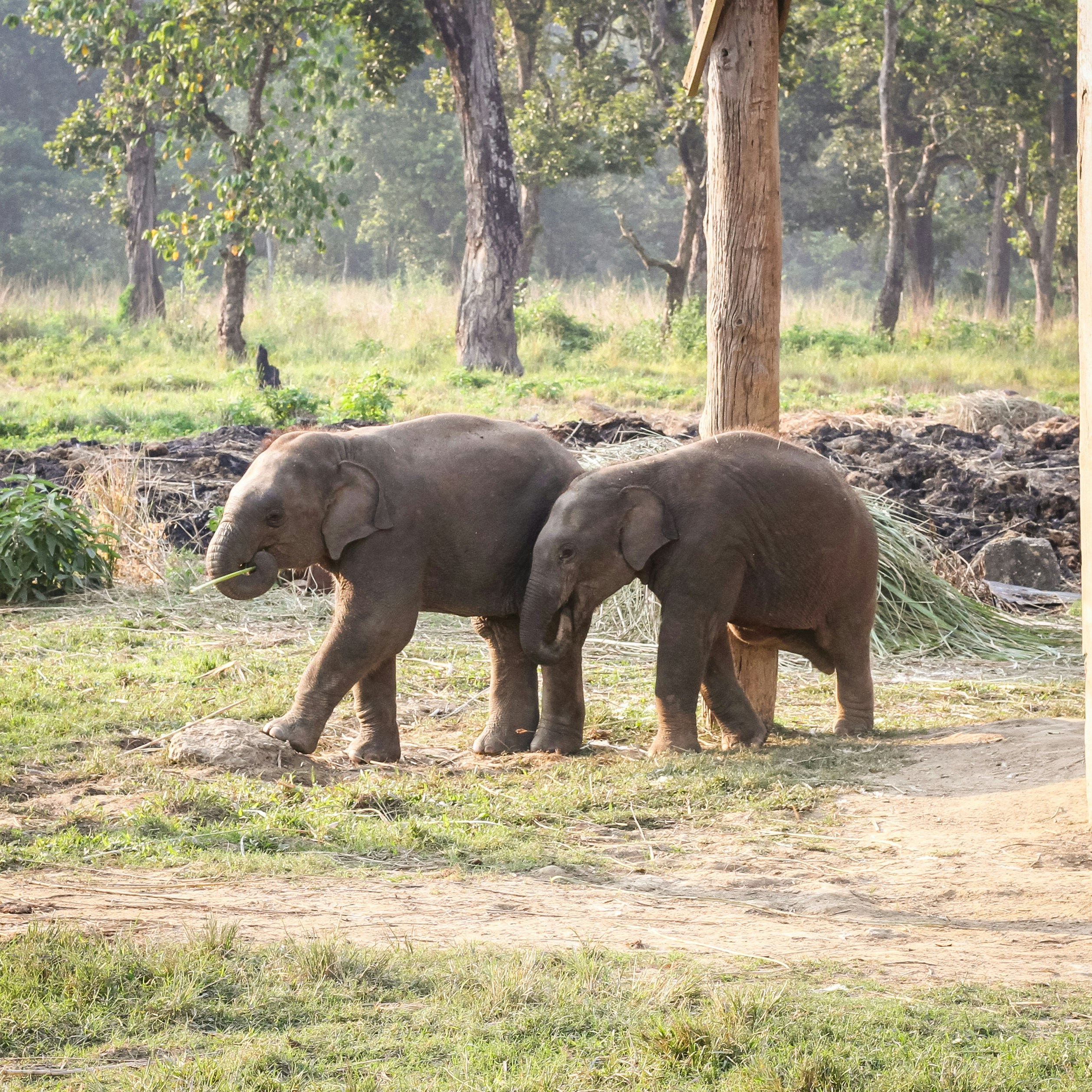 Taken at the Elephant Breeding Center, Chitwan.