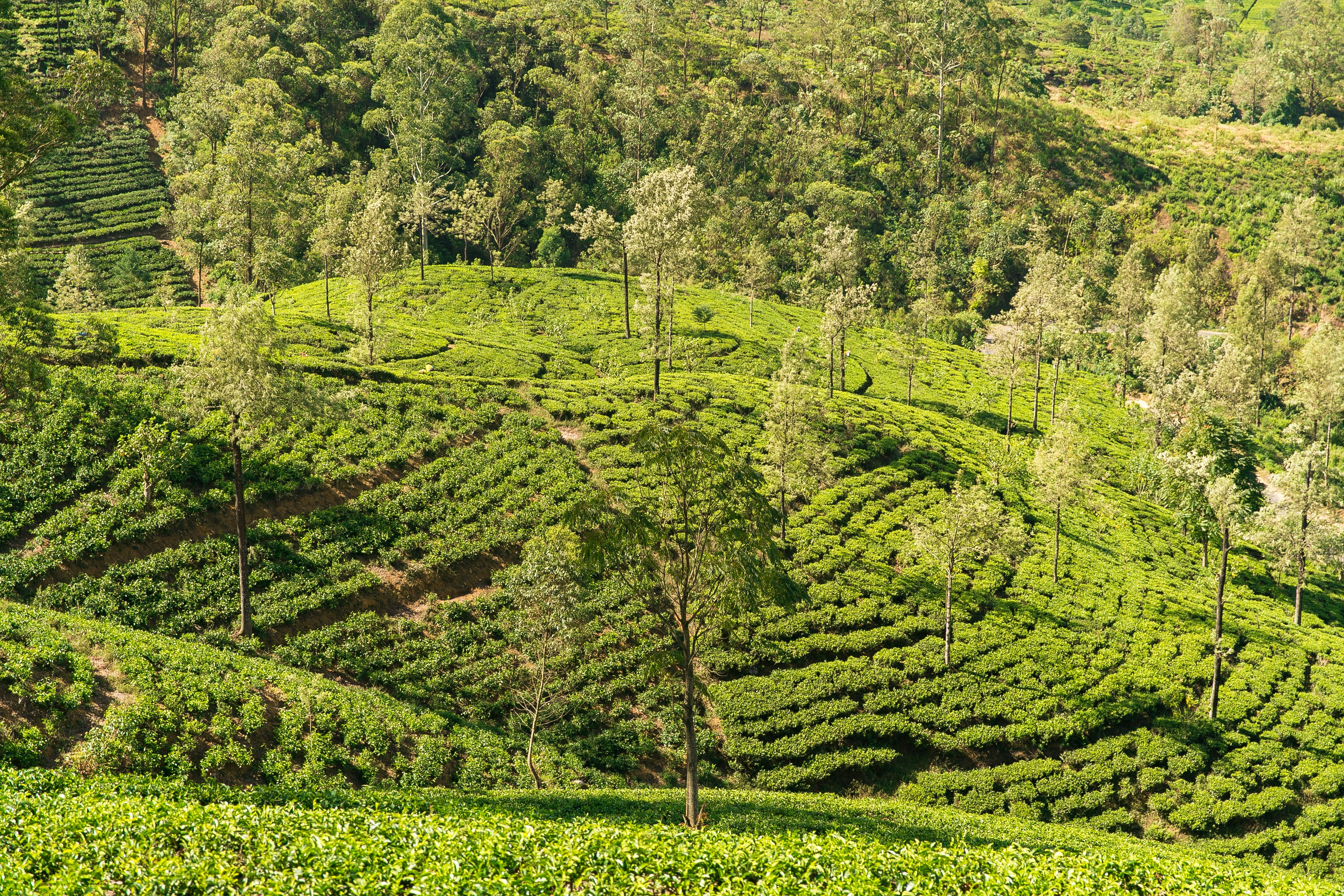 Tea Plantation, Nuwara Eliya, Sri Lanka