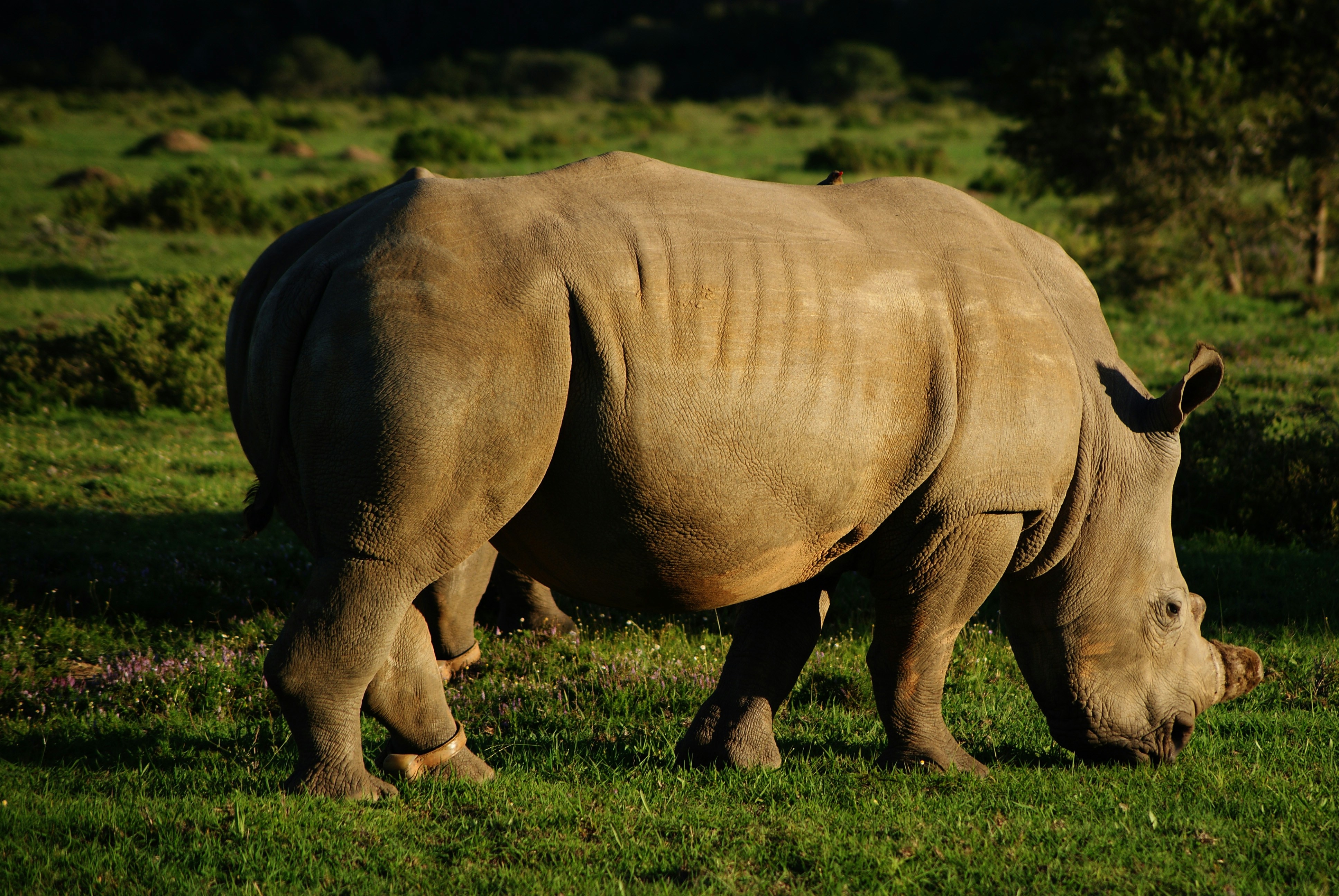 Rhino at Kariega Game Reserve in South Africa.