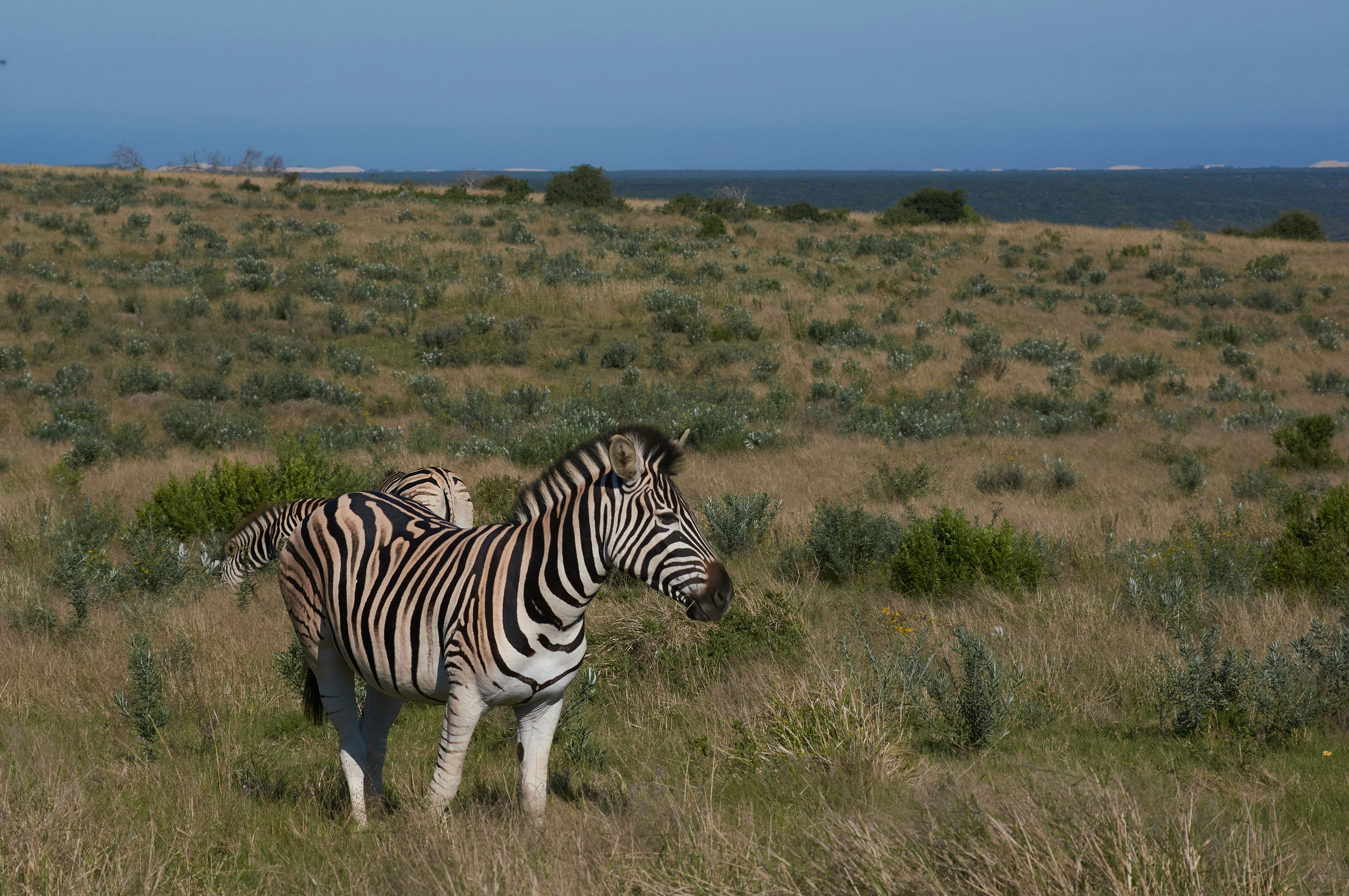 Kariega Game Reserve, Grahamstown, South Africa
