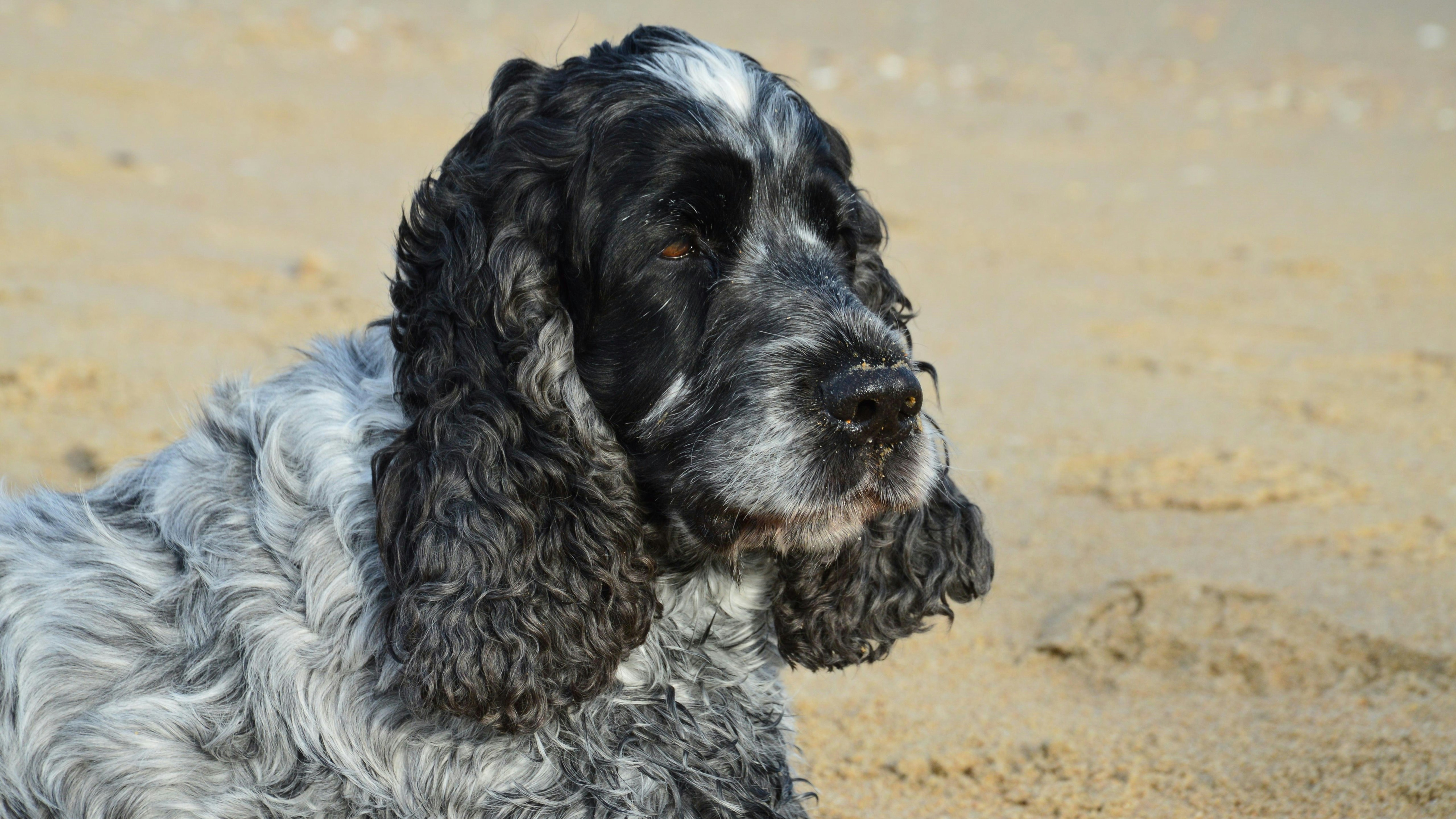 Marseillan Plage, Marseillan, France