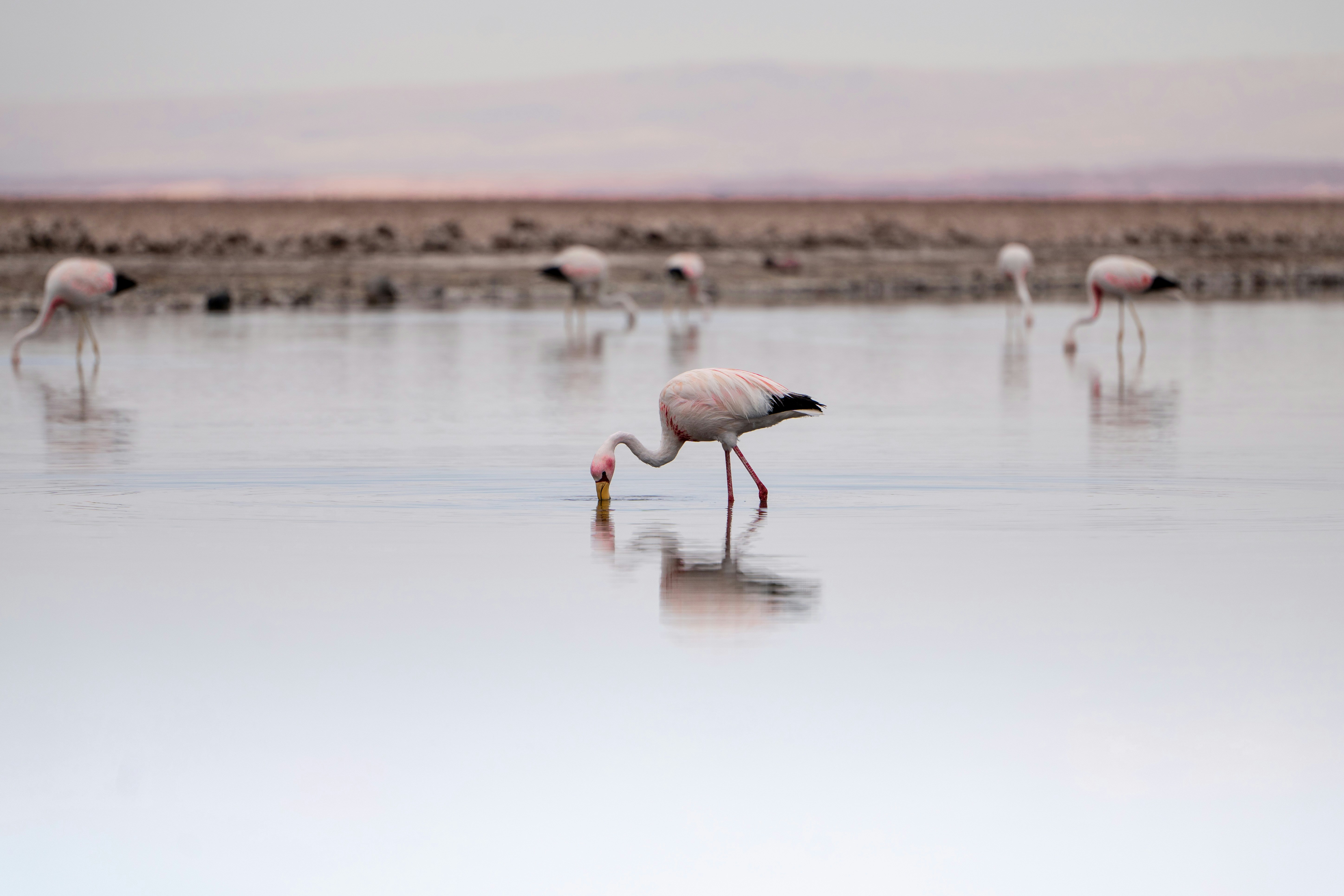 Salar de Atacama, San Pedro de Atacama, Chile