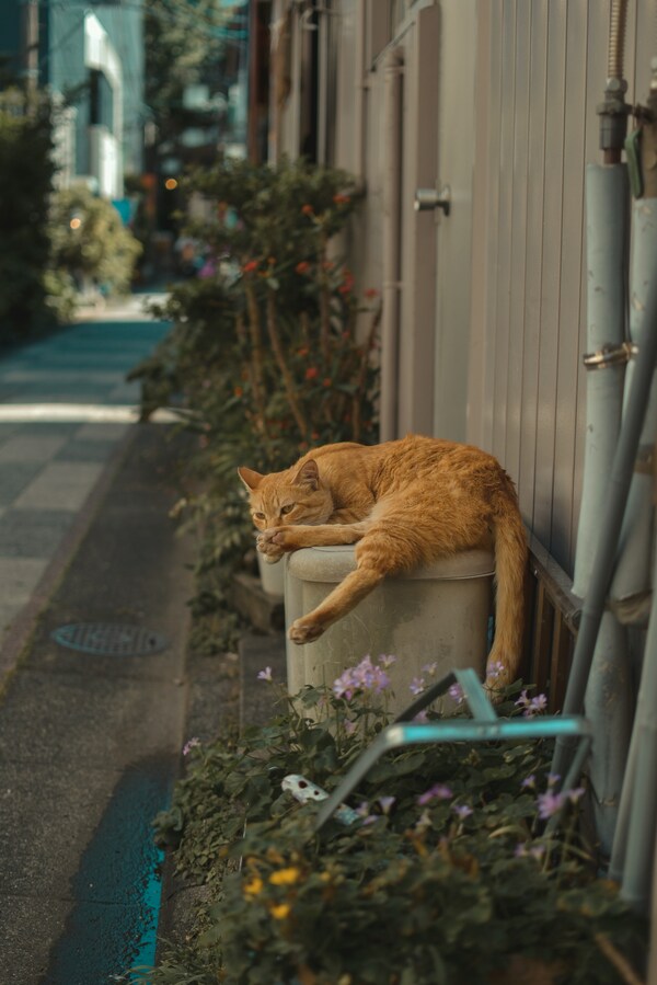 Miyazaki, Japan