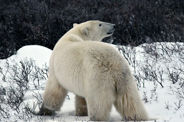Churchill, Manitoba, Canada