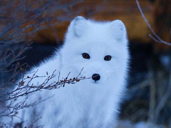 Arctic Fox, Churchill, Canada