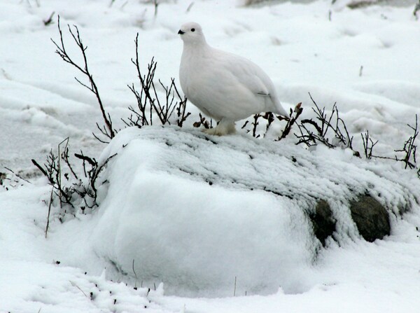 Churchill, Manitoba, Canada