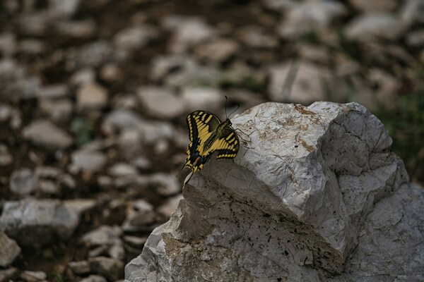 Mali Losinj, Croatia