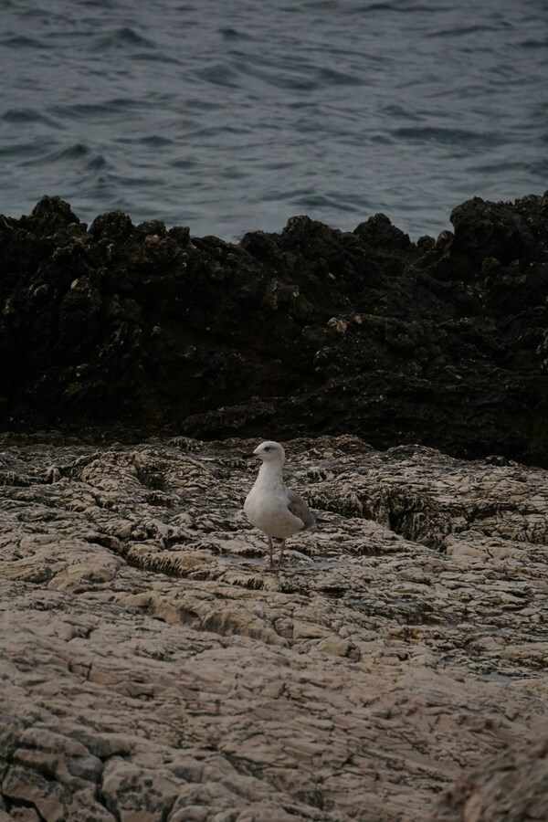 Mali Lošinj, Croatia