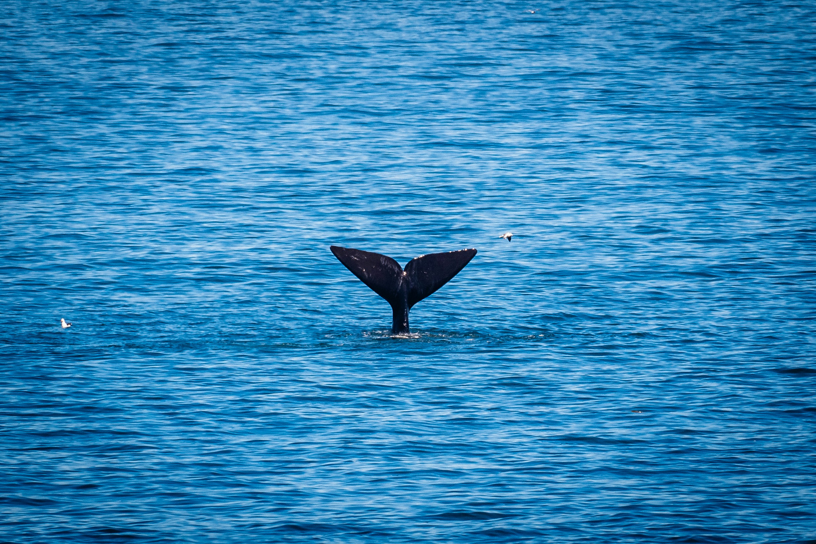 Wild South Africa