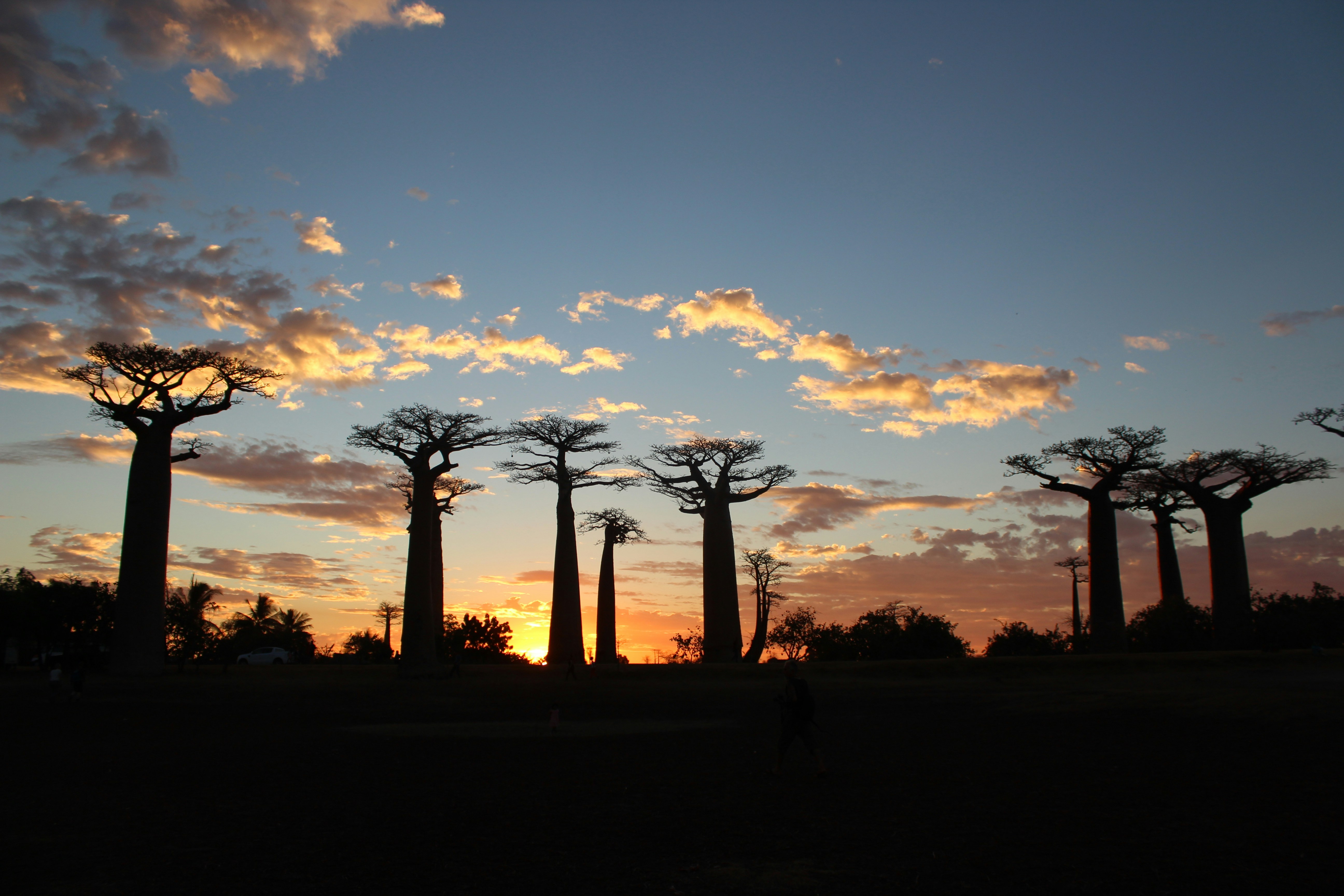 Avenue of the Baobabs, Morondava, Madagascar