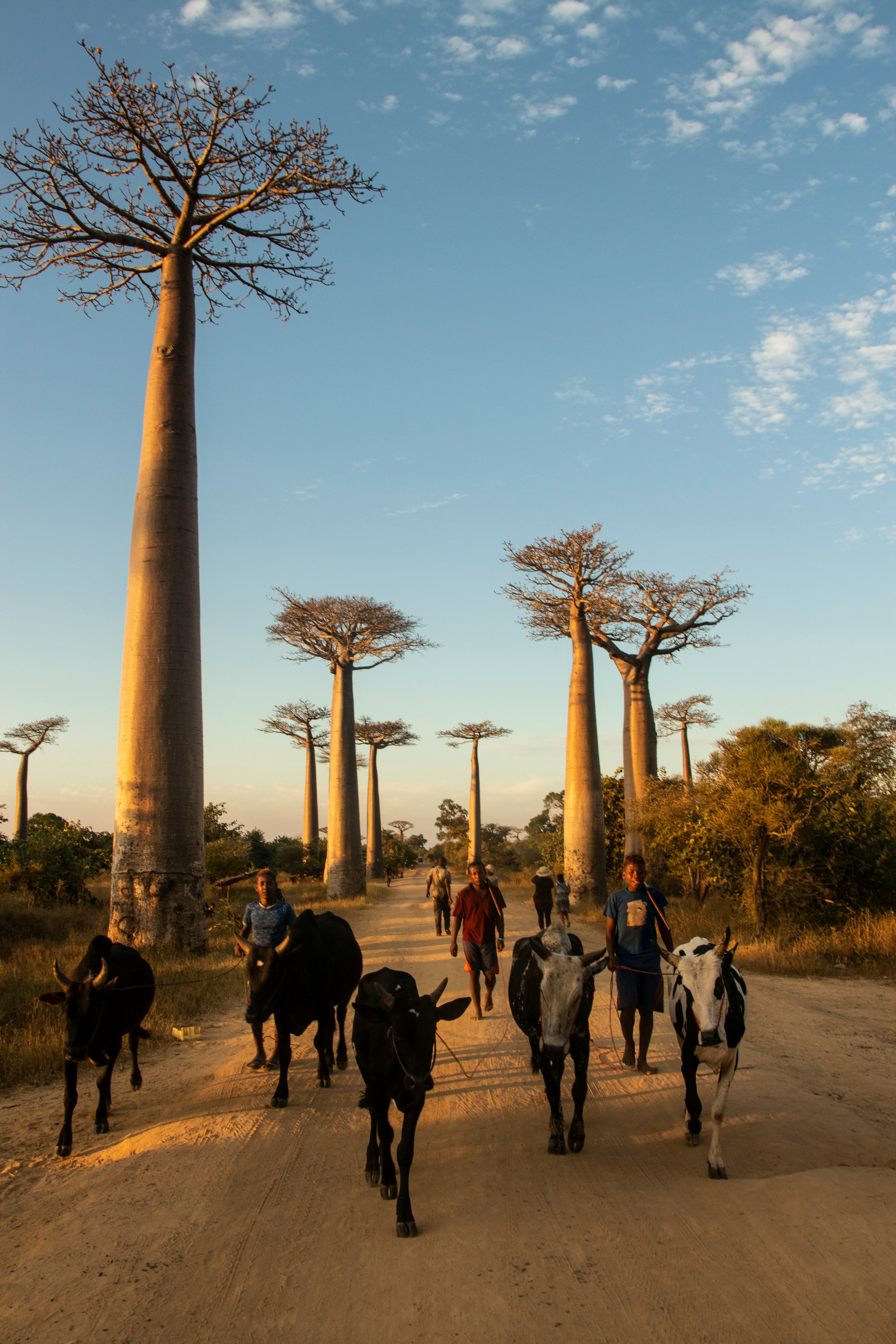 Allée des baobabs, Morondava, Madagascar