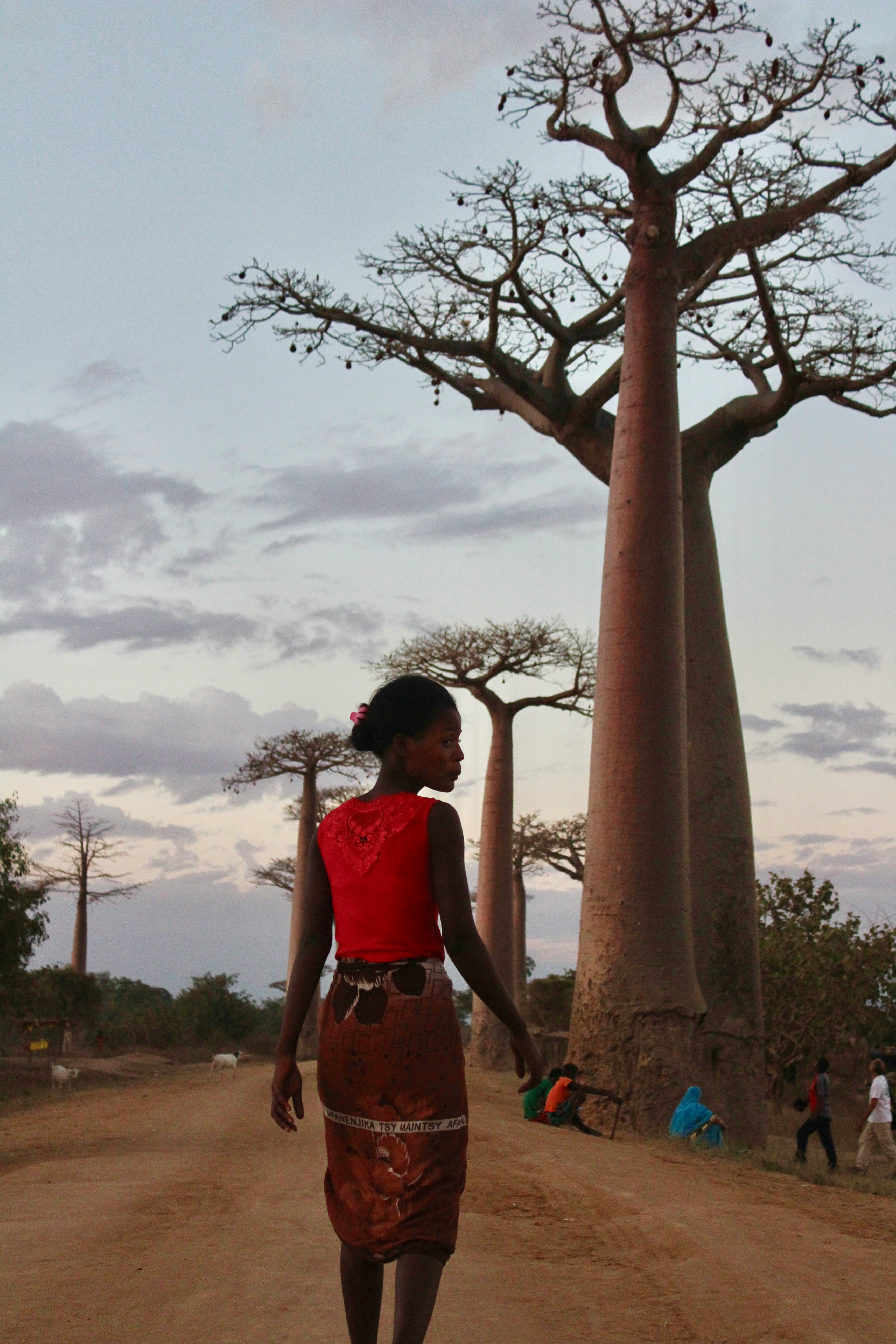 Avenue of the Baobabs, Morondava, Madagascar