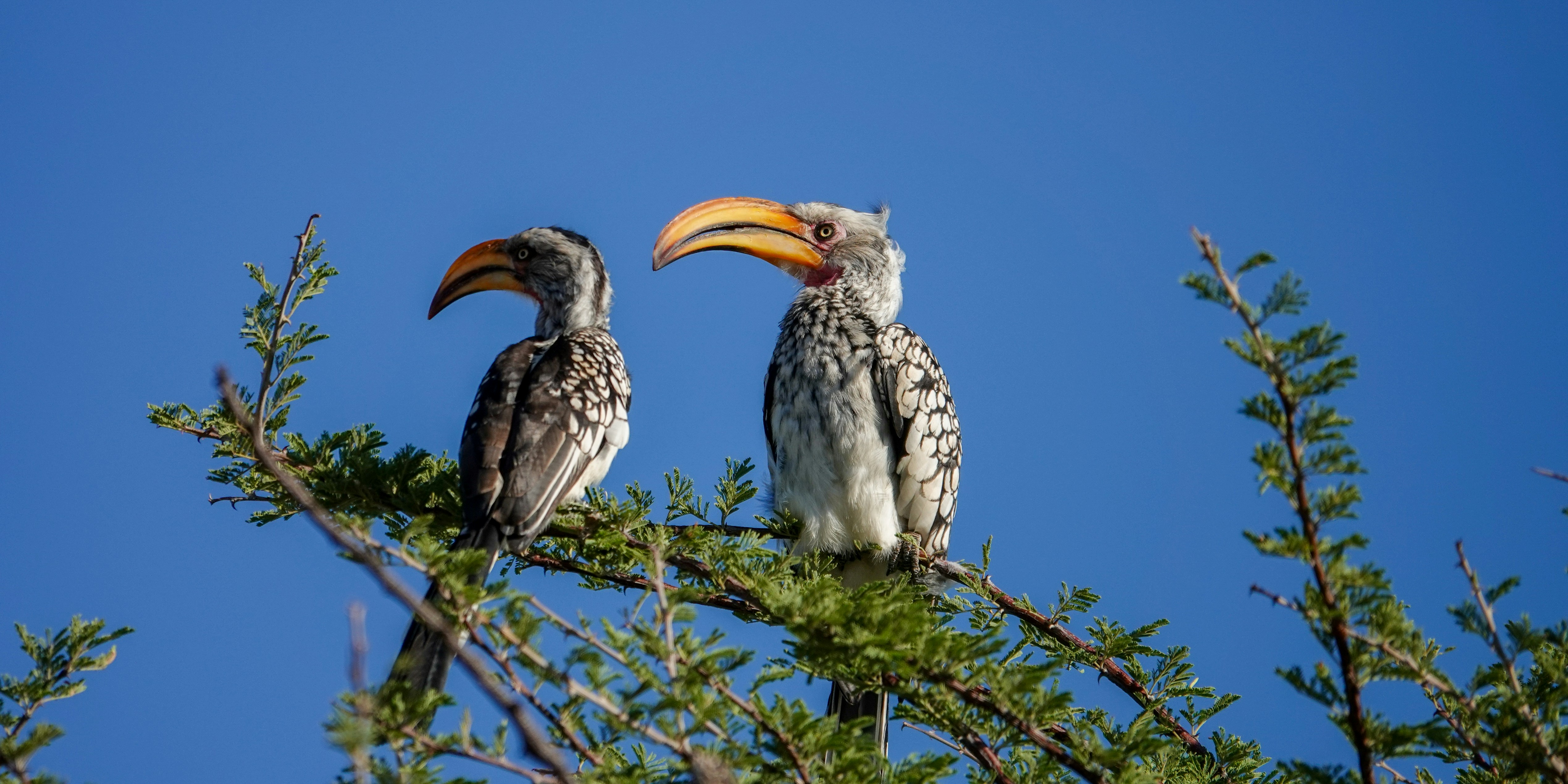 Otjiwarongo, Namibia