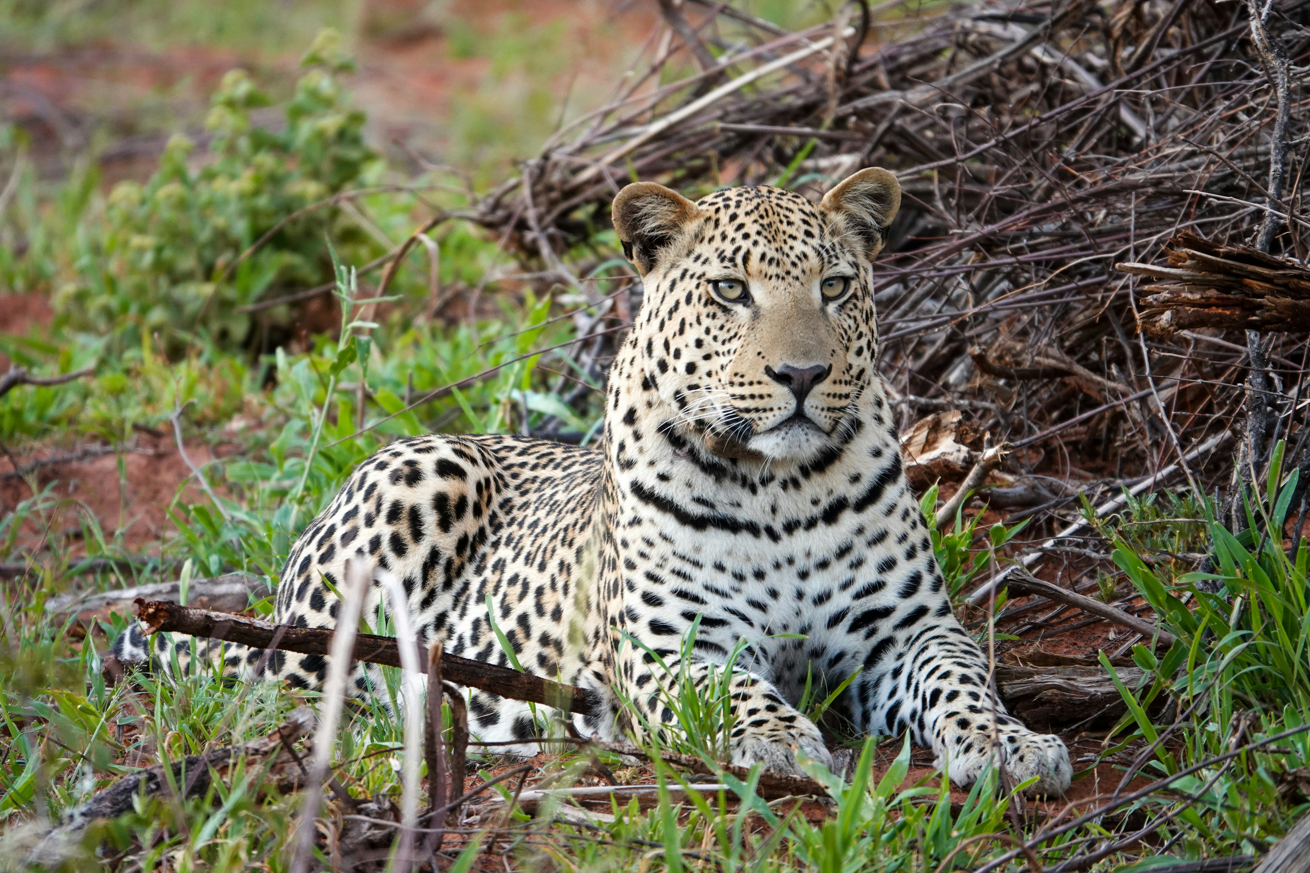 Okonjima Nature Reserve, Okonjima Nature Reserve, Otjiwarongo, Namibia