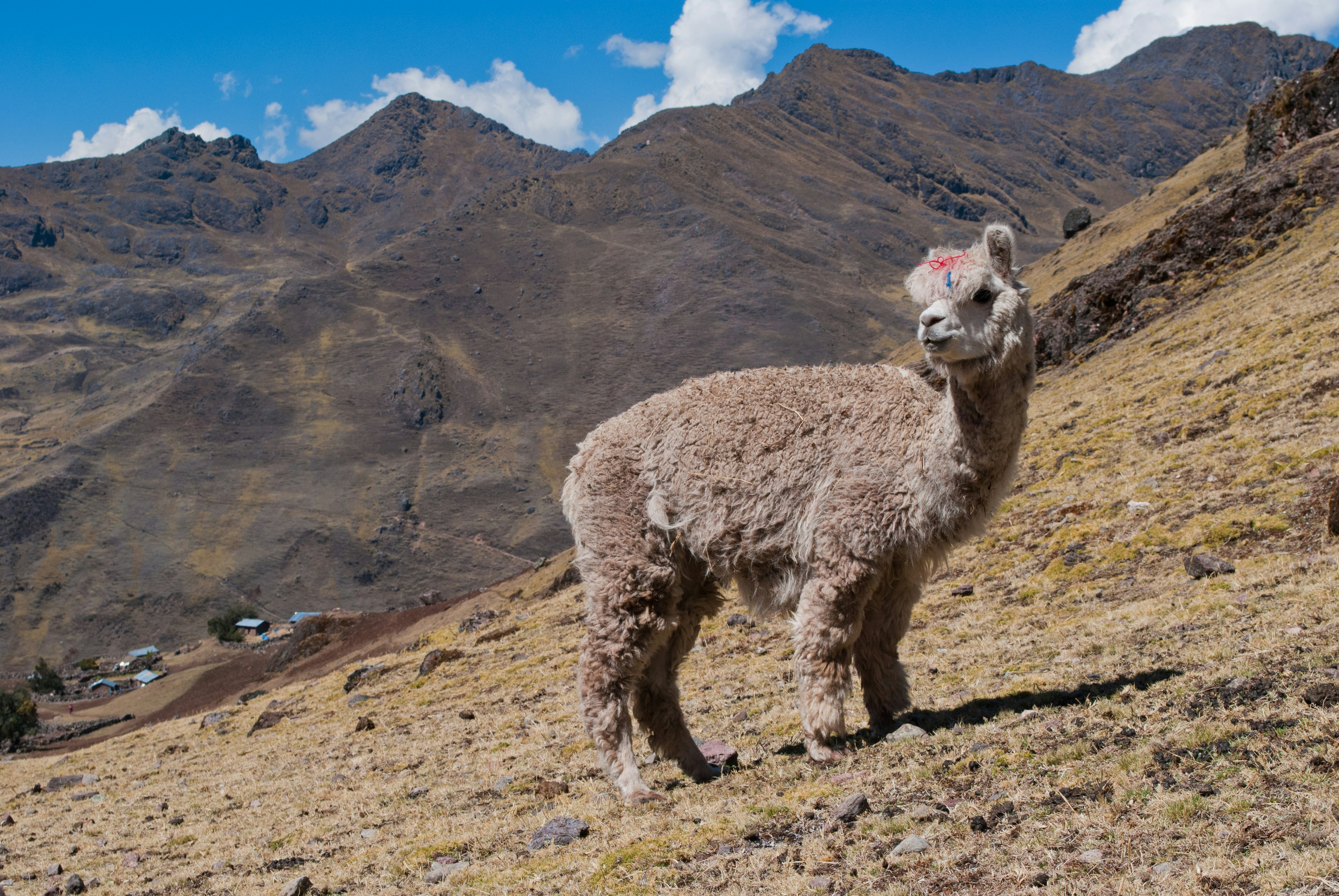 Lares, Perú