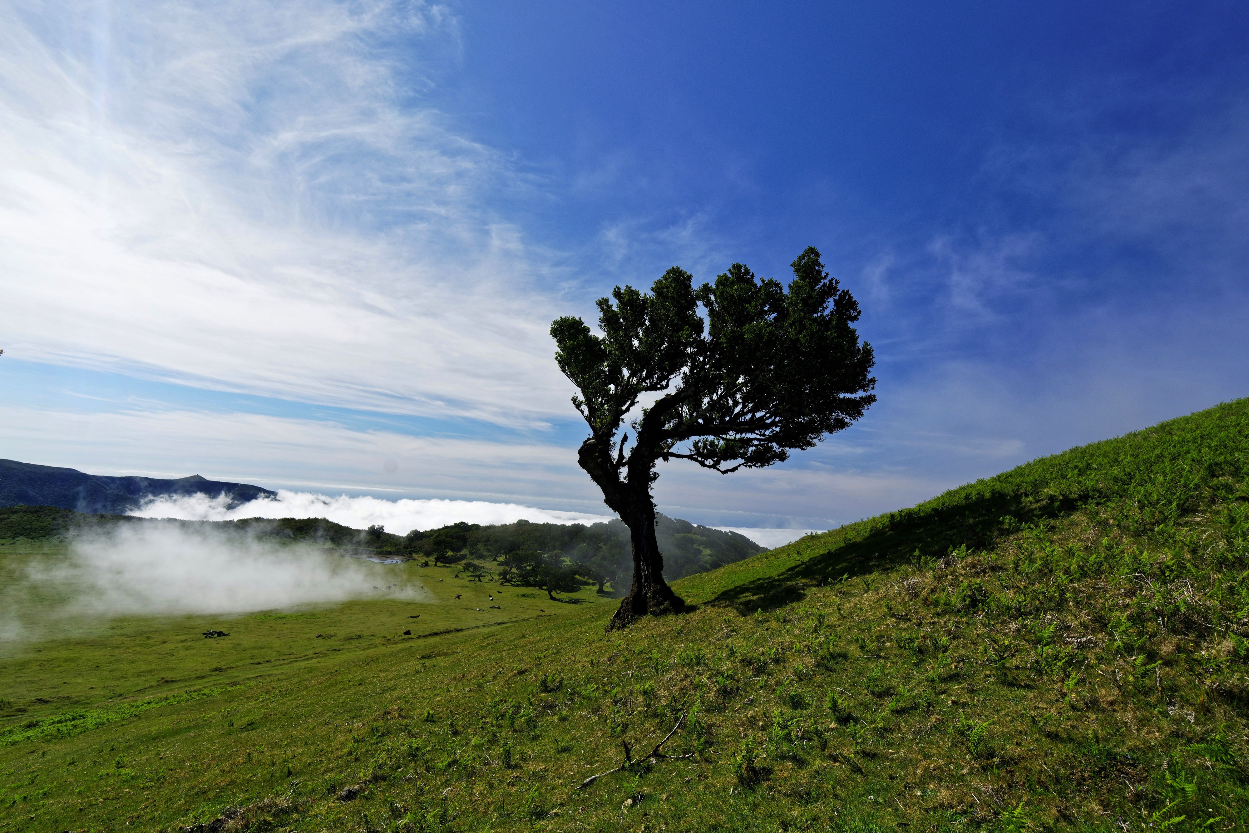 Faial, Madeira, Portugal