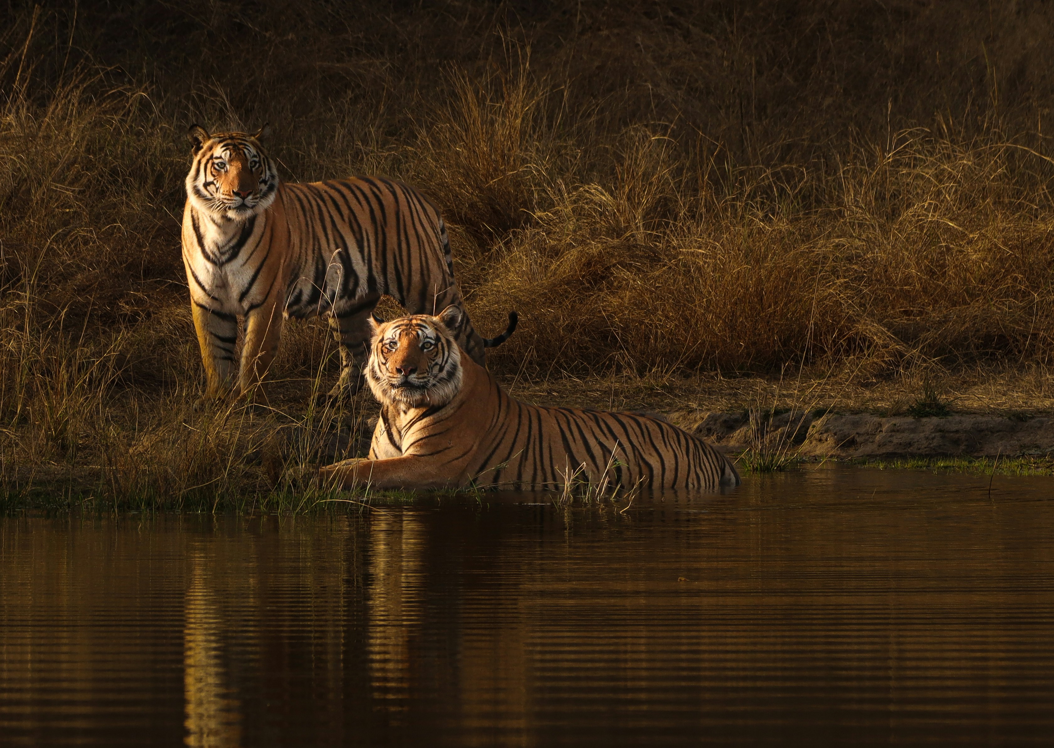 Bandhavgarh National Park, Tala, Madhya Pradesh, India