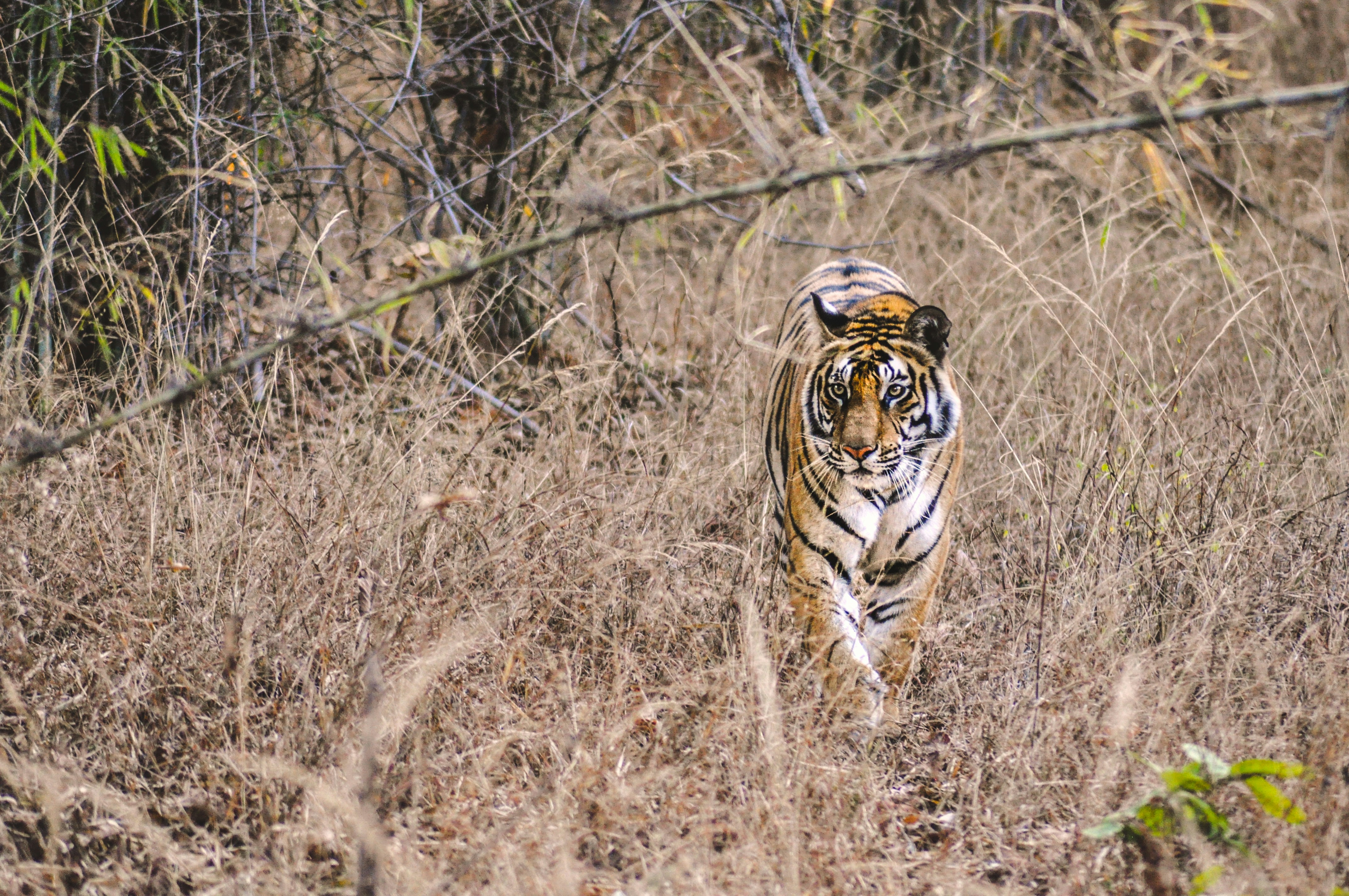 Bandhavgarh National Park, India