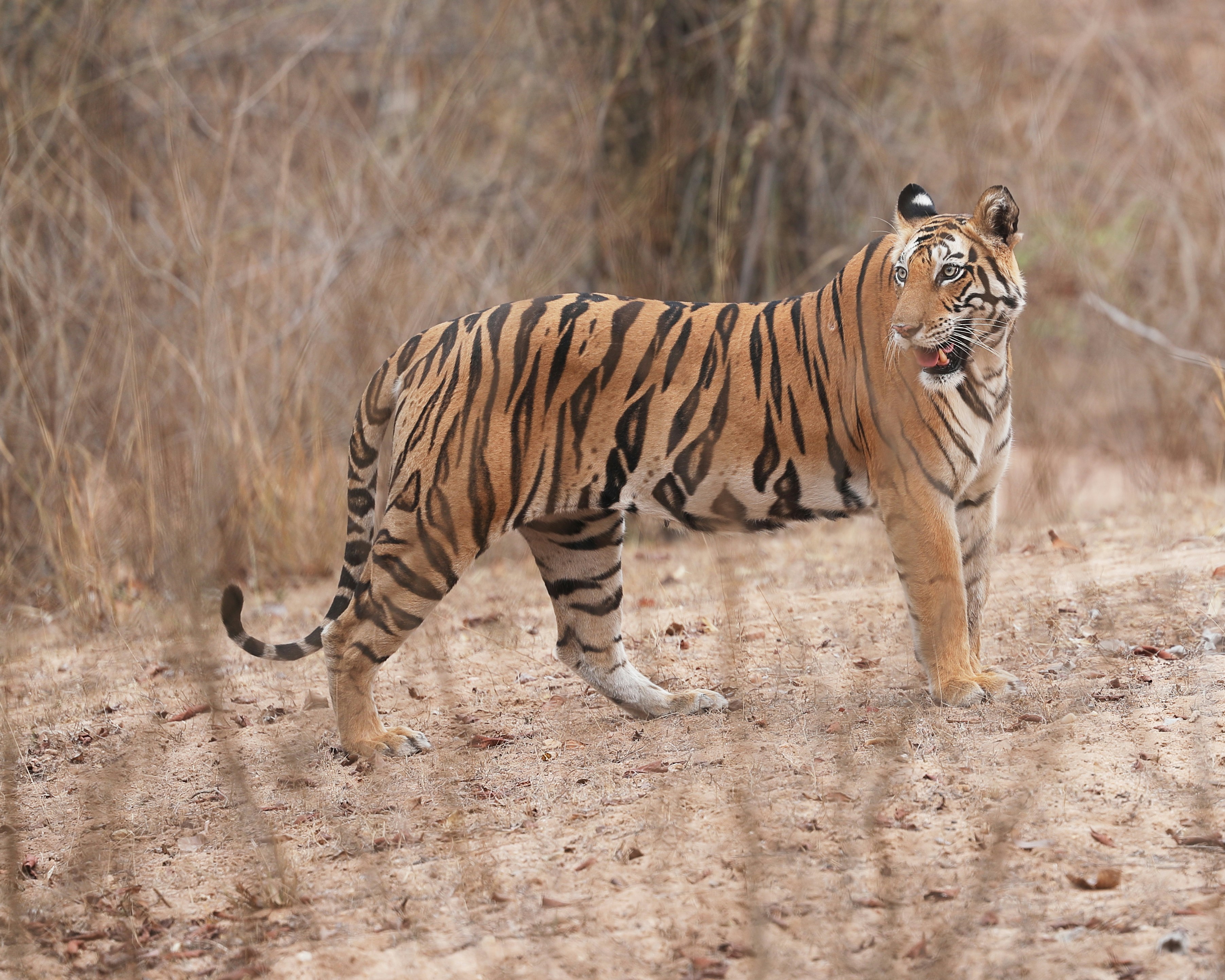 Bandhavgarh National Park, Tala, Madhya Pradesh, India