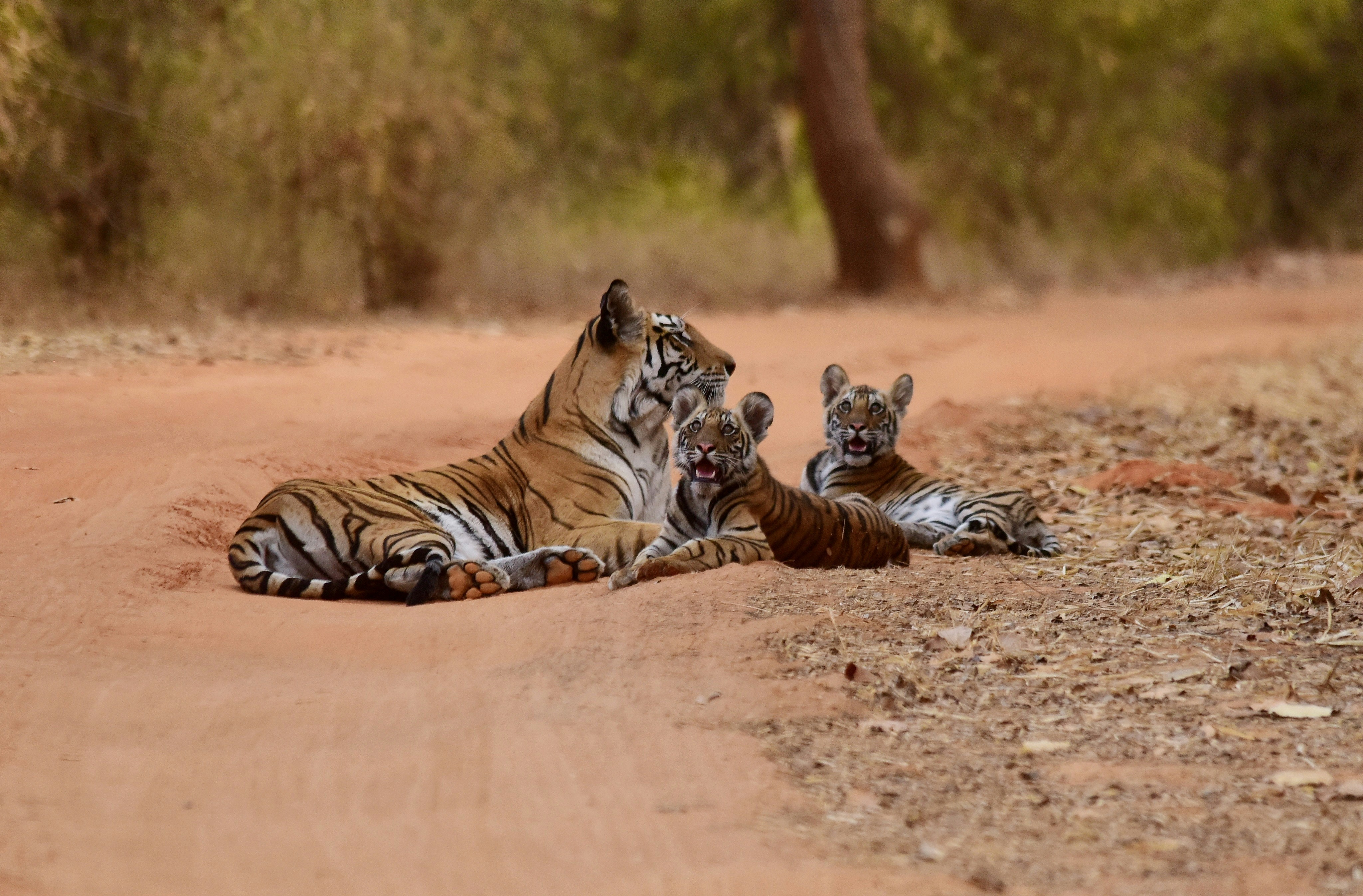 Bandhavgarh National Park, Tala, India
