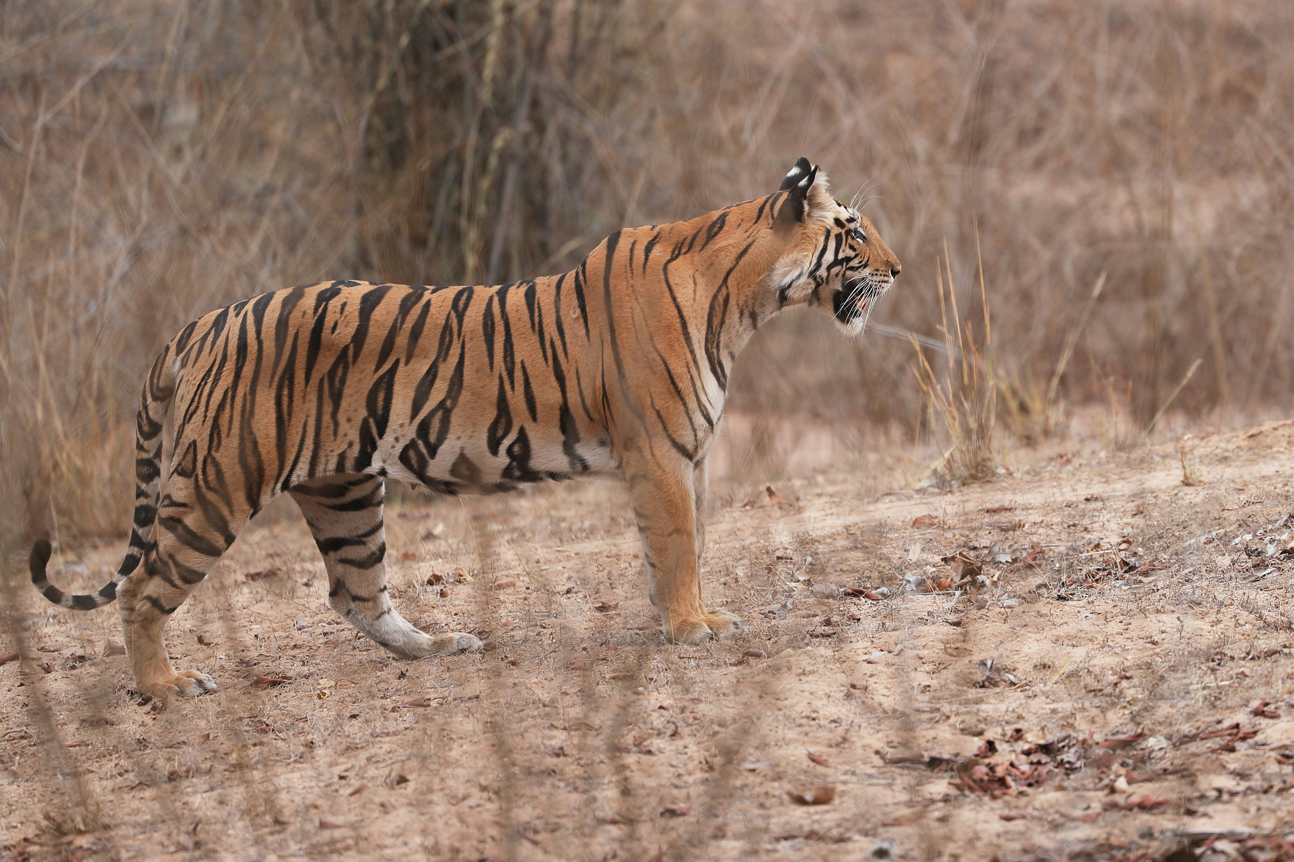 Bandhavgarh National Park, Tala, Madhya Pradesh, India