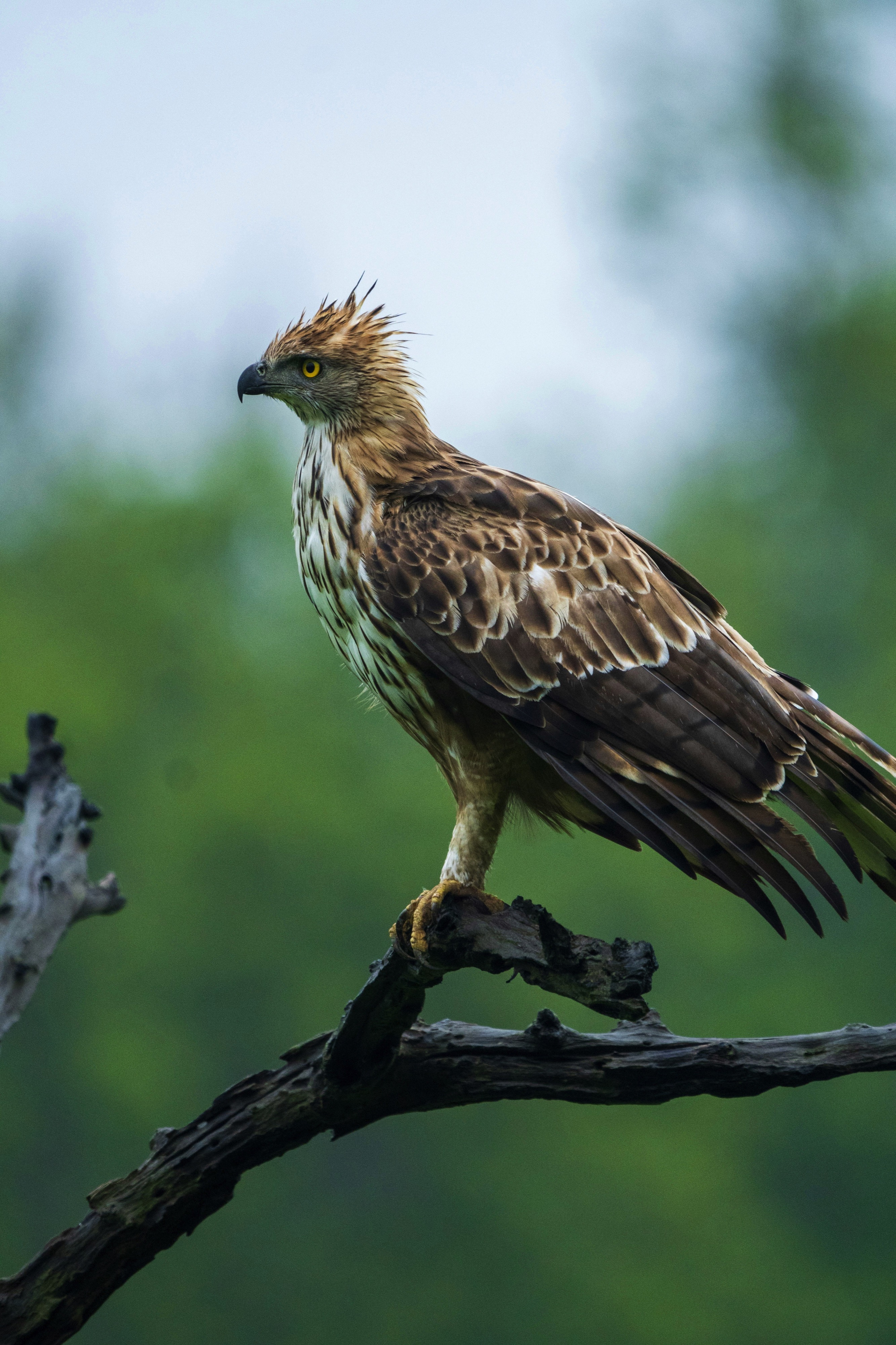 Bandhavgarh National Park, Tala, Madhya Pradesh, India