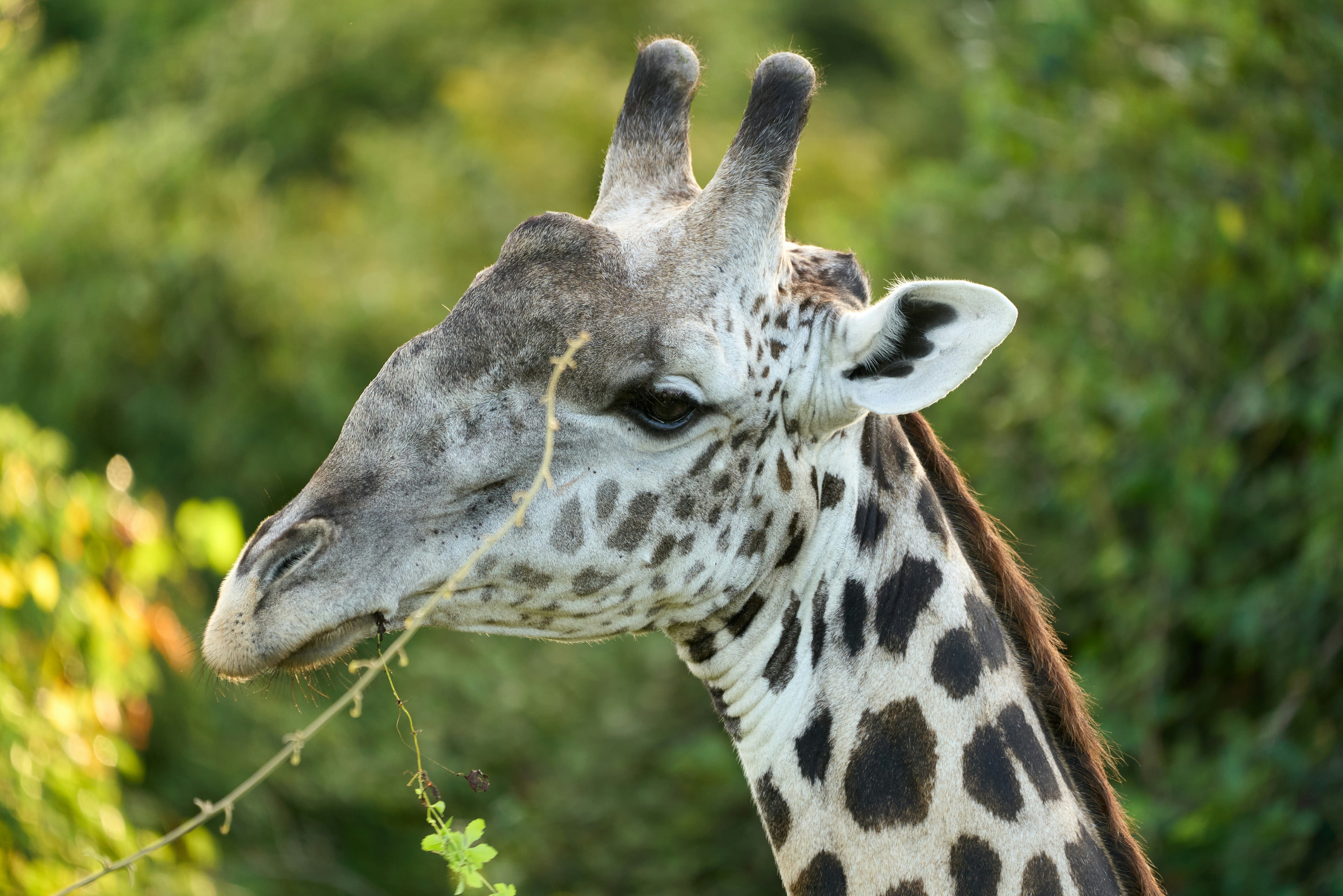 South Luangwa National Park, Zambia