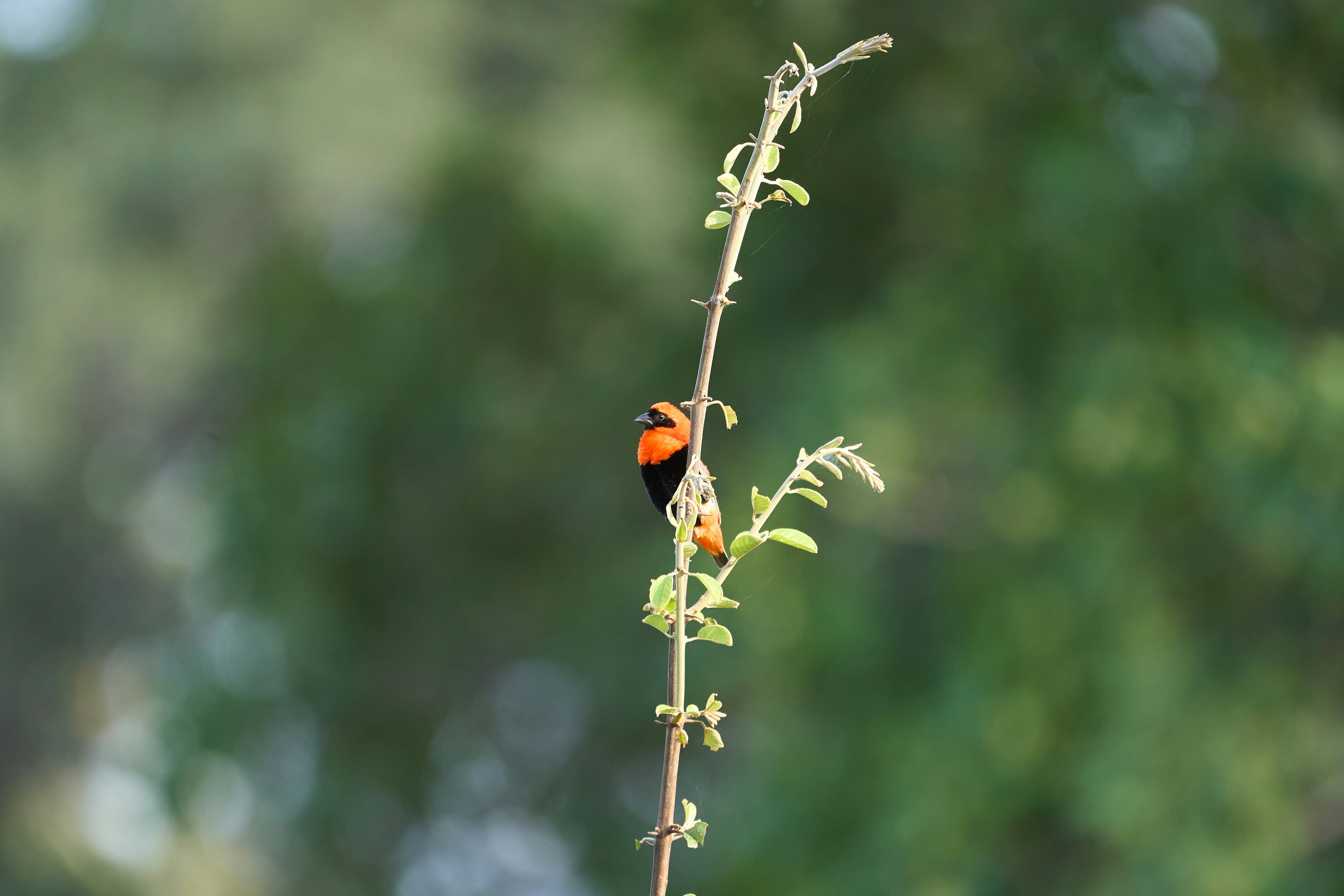 South Luangwa National Park, Zambia