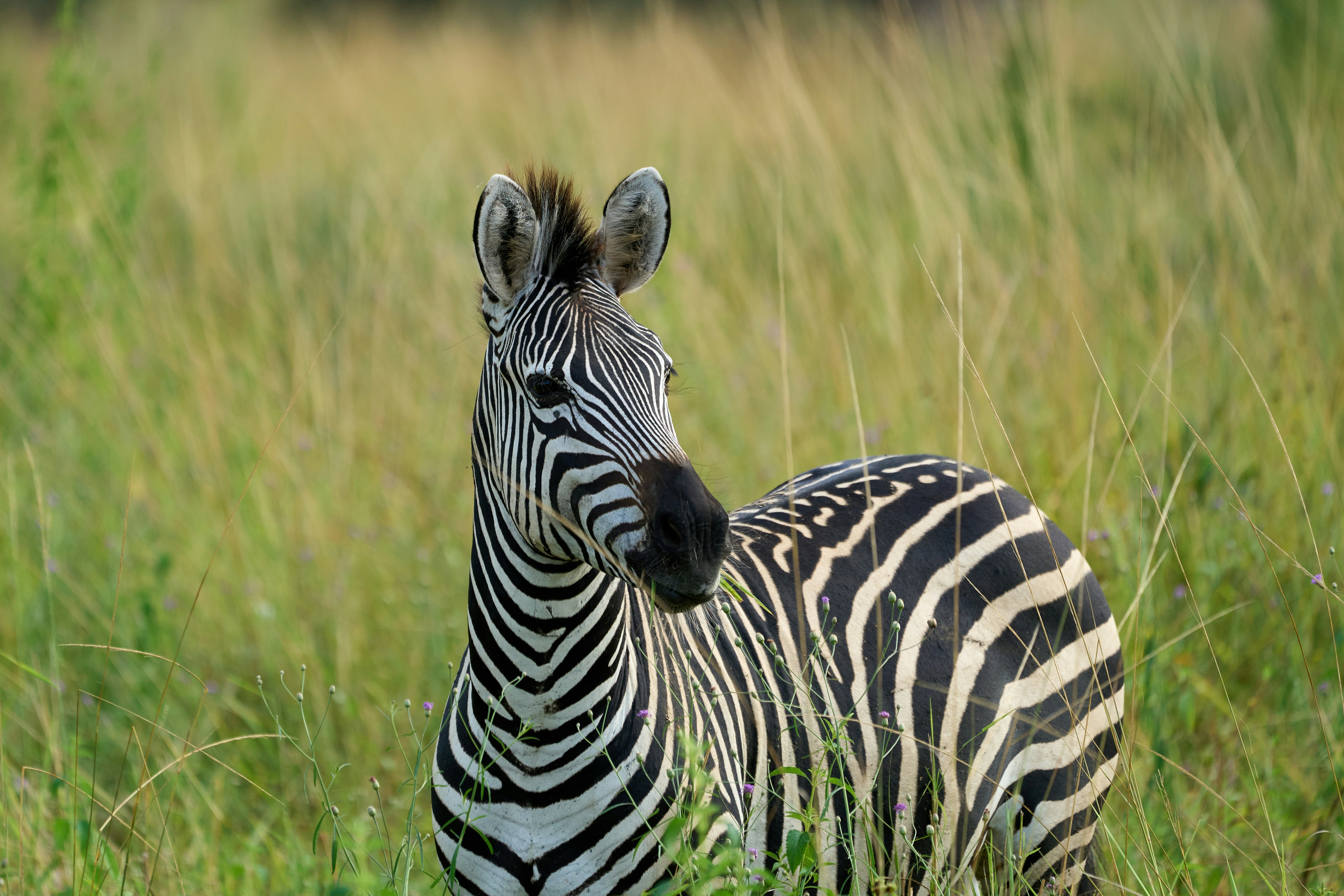 South Luangwa National Park, Zambia