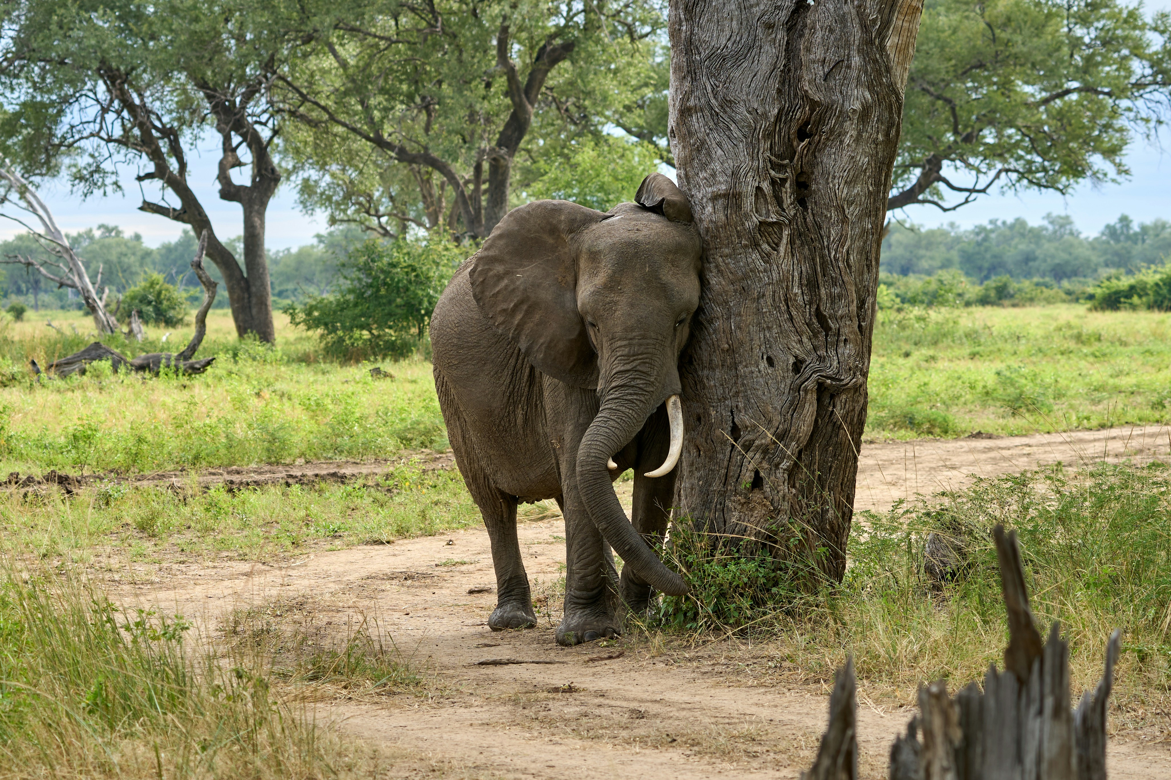 South Luangwa National Park, Zambia