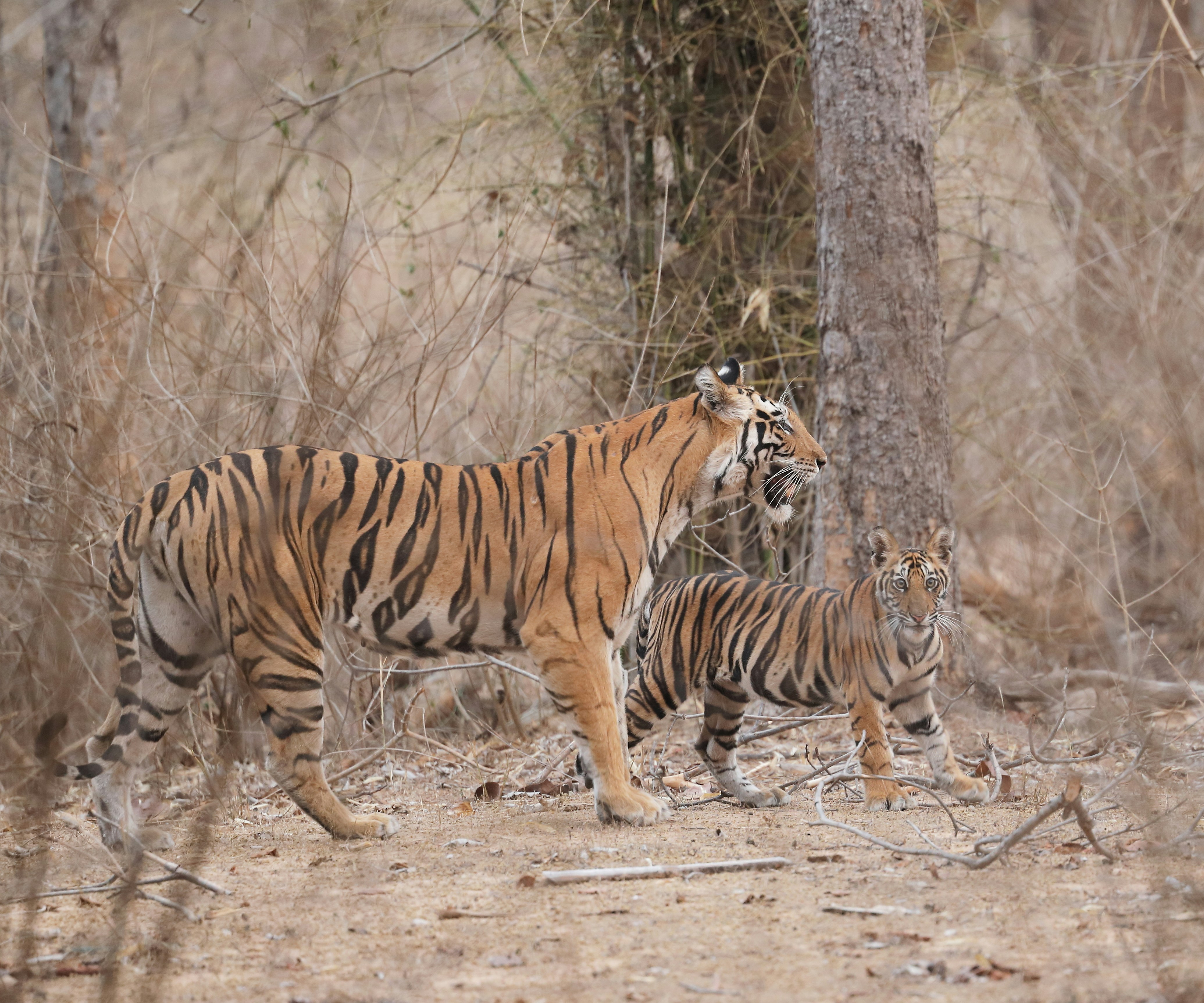 Bandhavgarh National Park, Tala, Madhya Pradesh, India