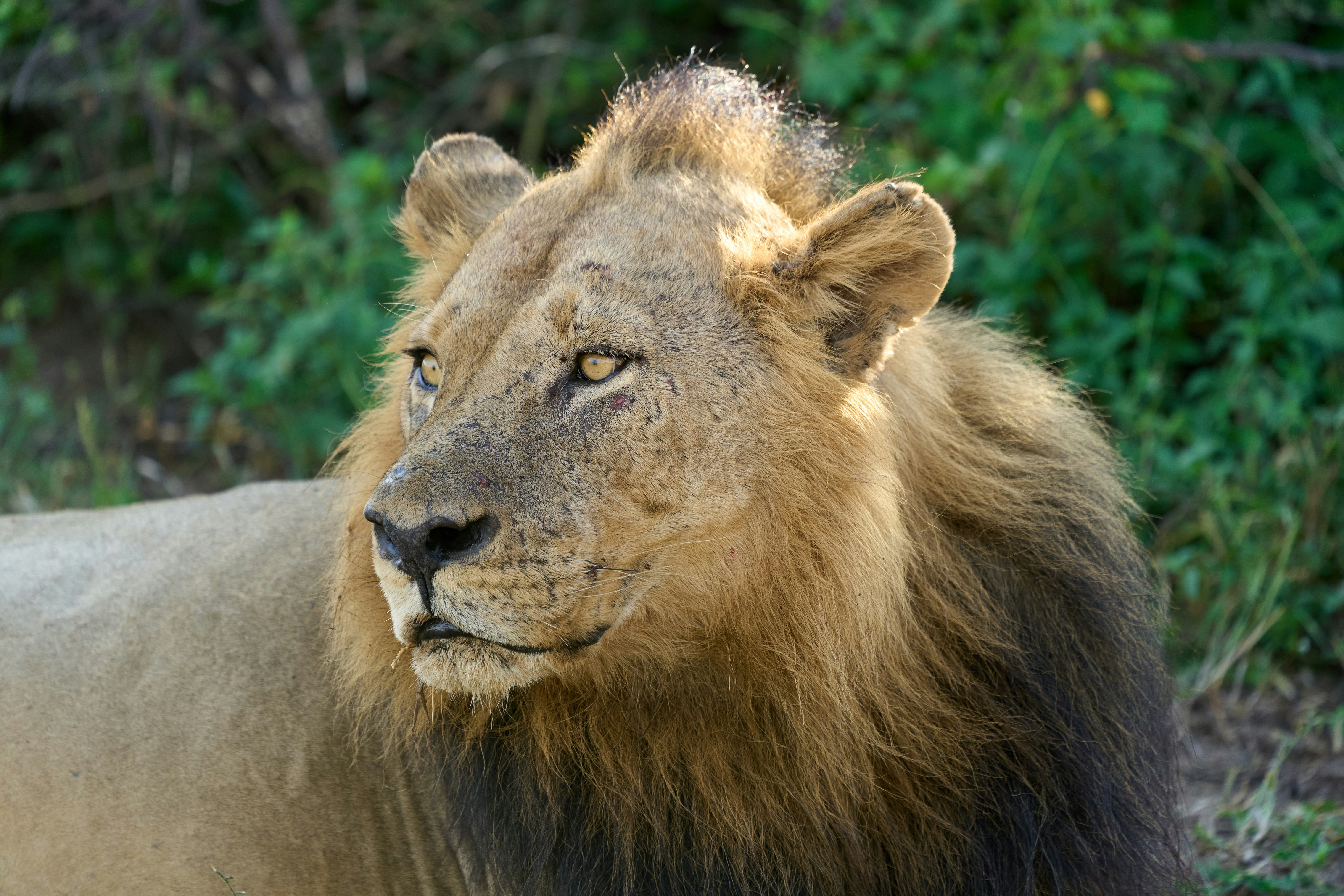 South Luangwa National Park, Zambia