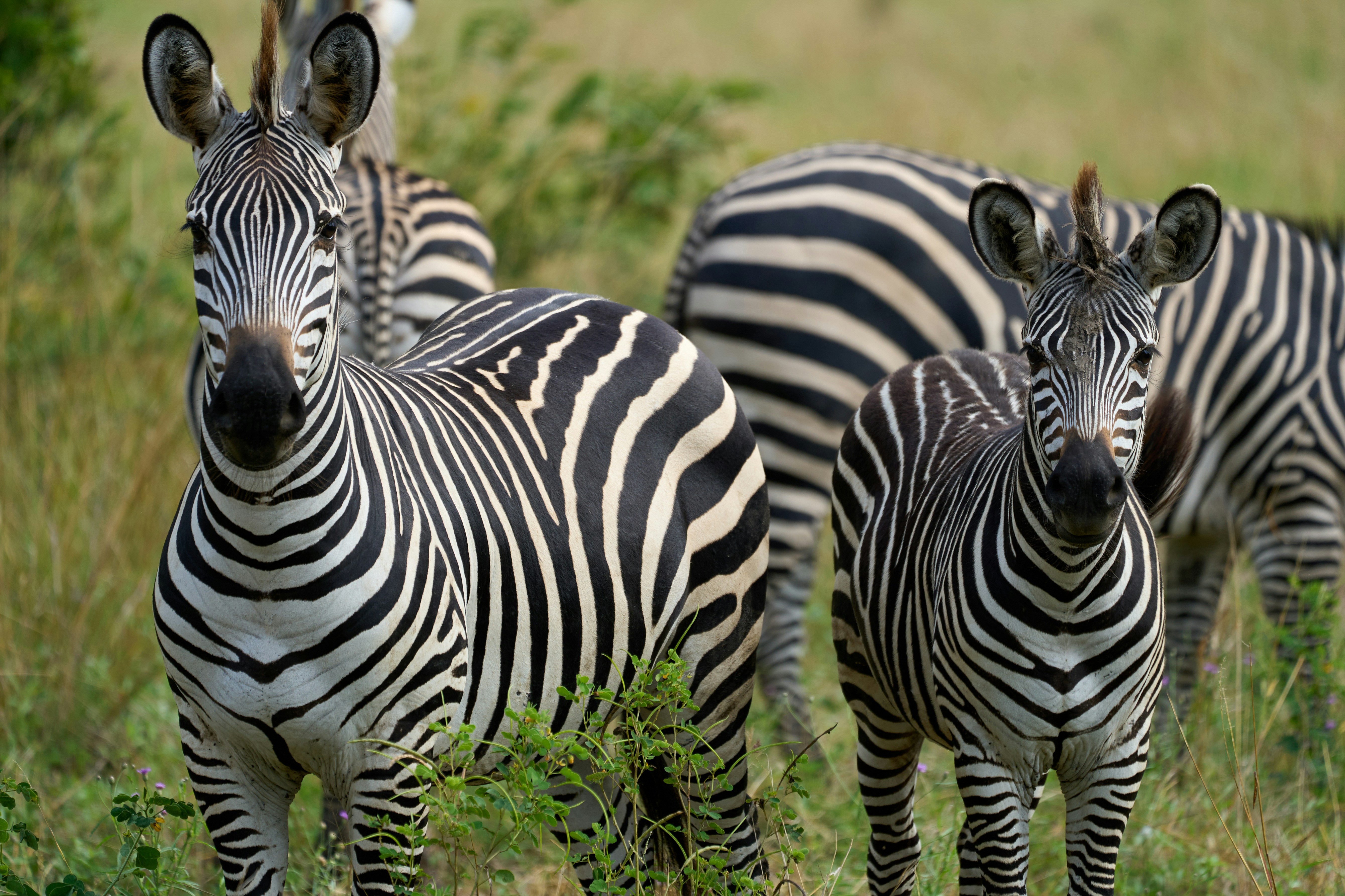 South Luangwa National Park, Zambia