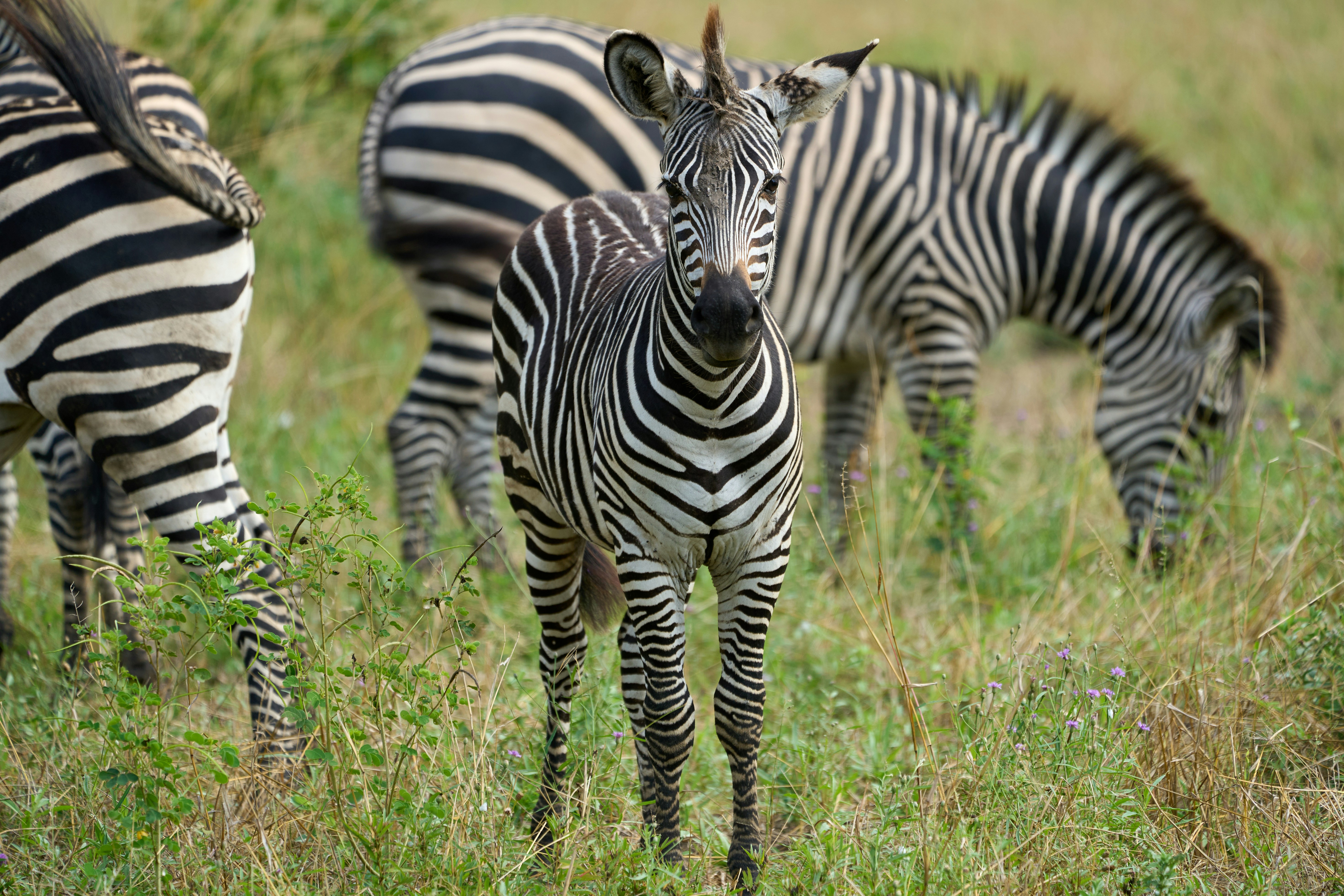 South Luangwa National Park, Zambia