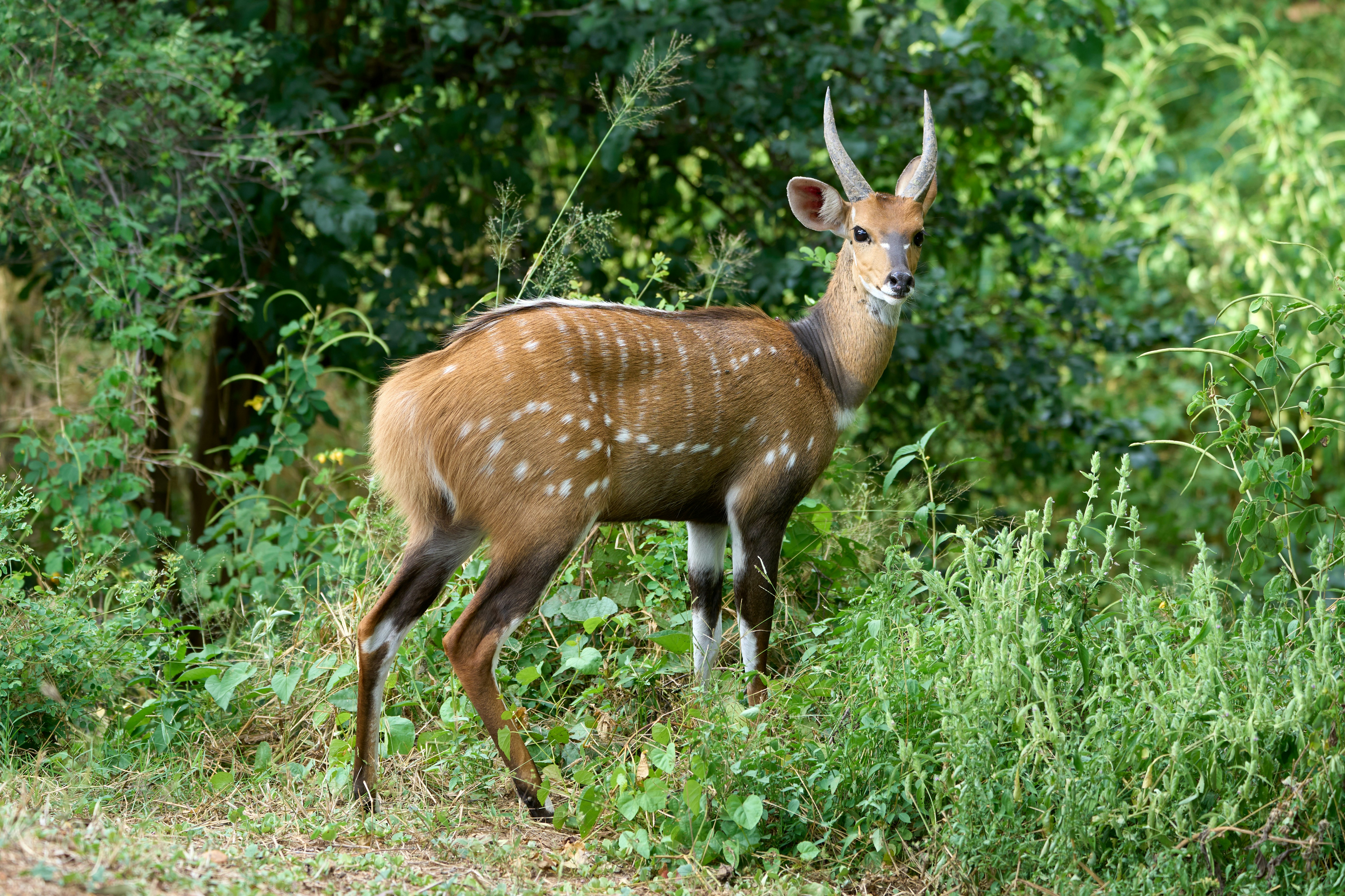 South Luangwa National Park, Zambia