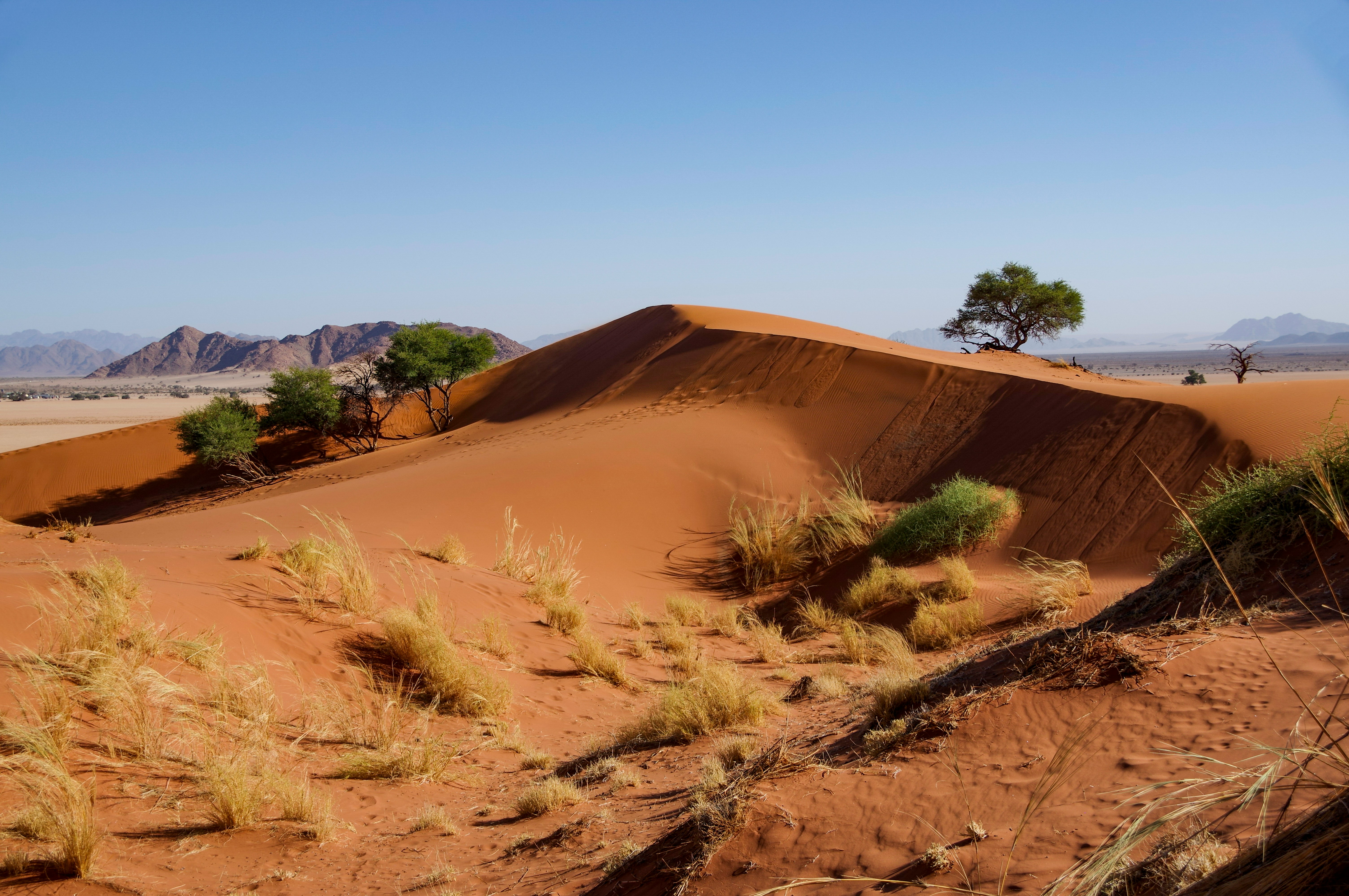 Elim Dune, Sesriem-Canyon, Namibia