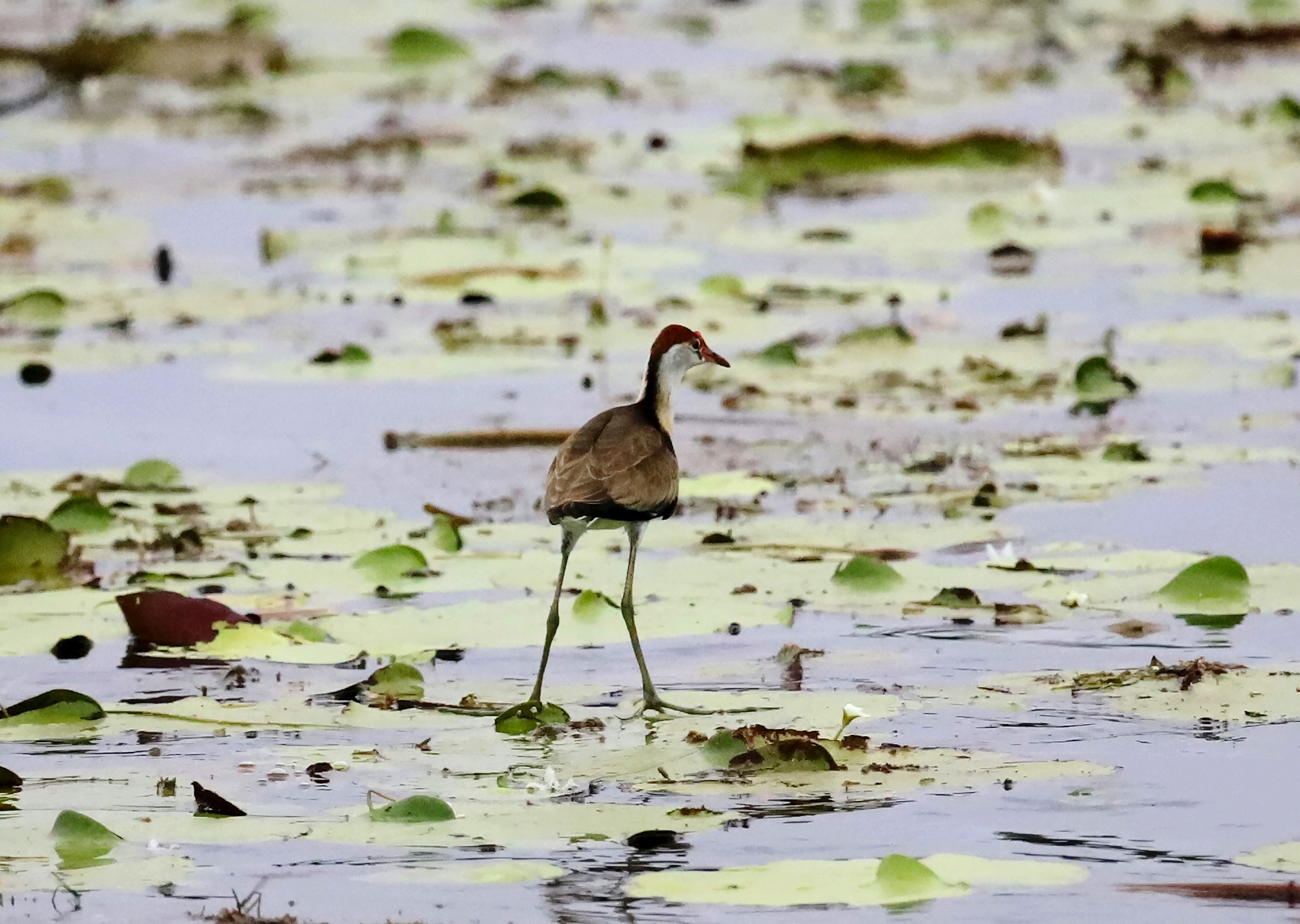 Lake Kununurra, Kununurra WA, Australia